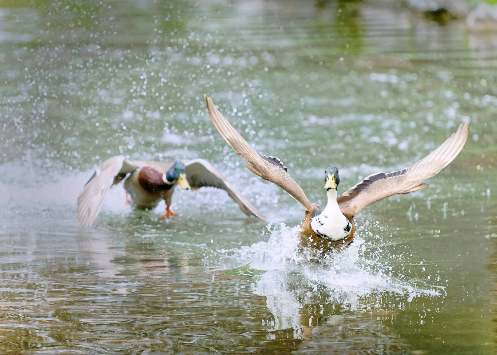 Wildlife Photography Charleston, SC