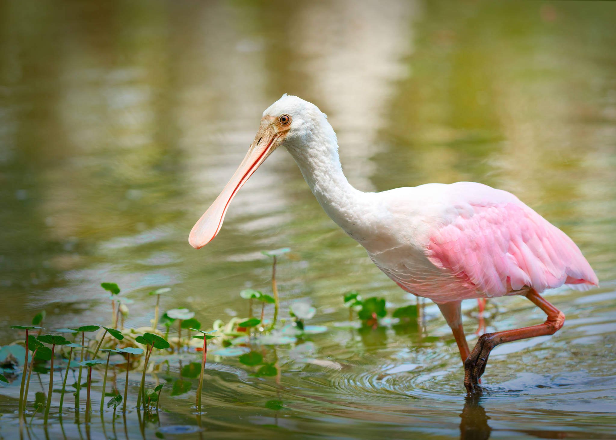 Wildlife Photography Charleston, SC
