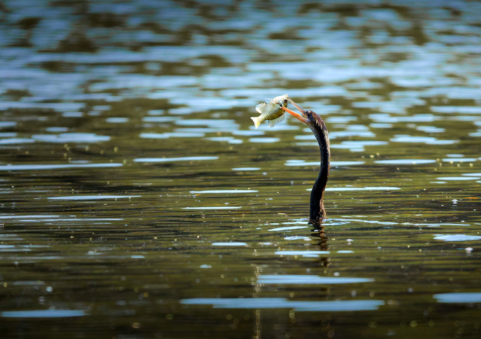 Wildlife Photography Charleston, SC