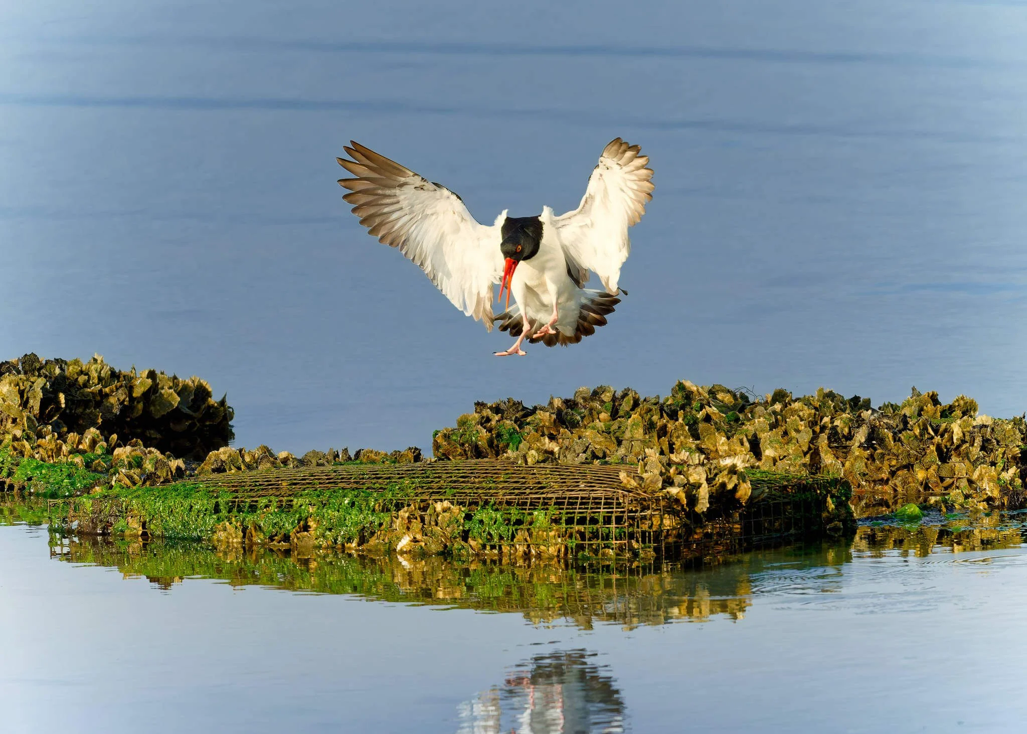 Wildlife Photography Charleston, SC