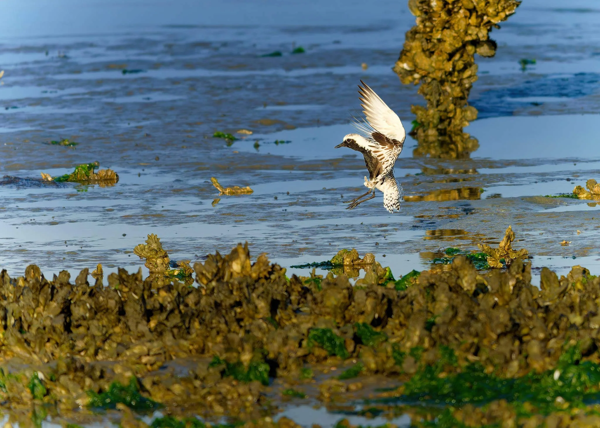 Wildlife Photography Charleston, SC