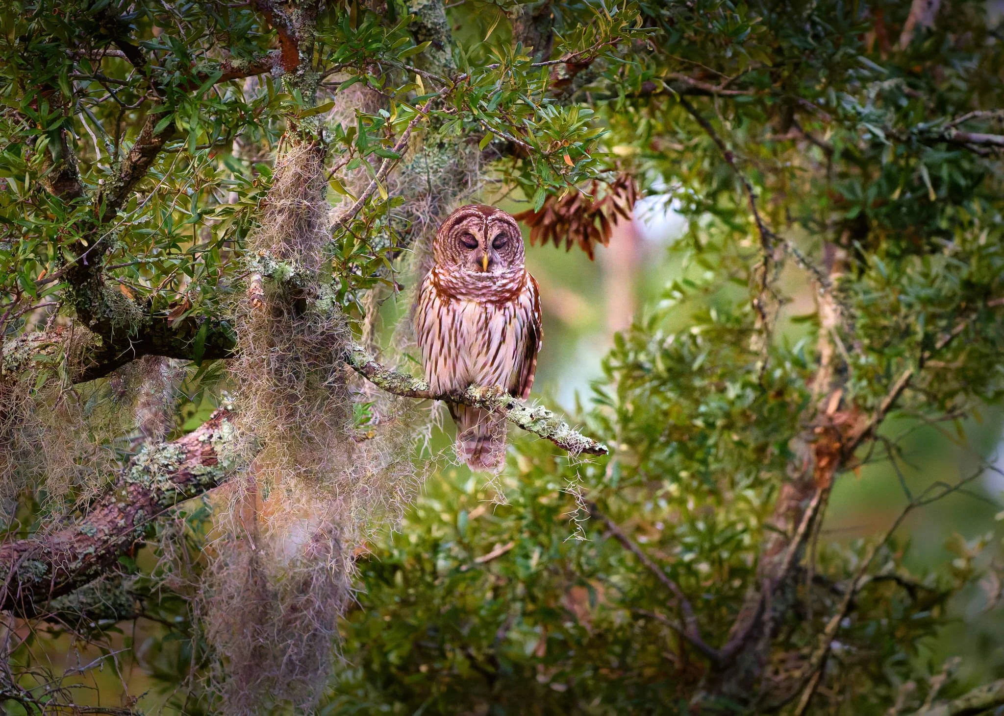 Wildlife Photography Charleston, SC