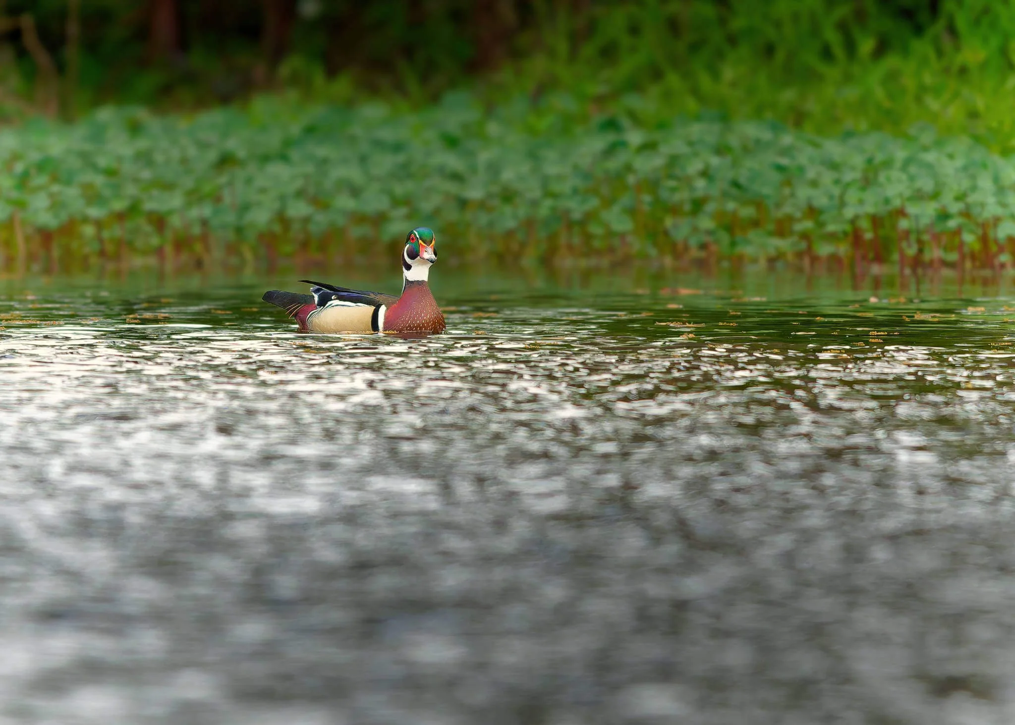 Wildlife Photography Charleston, SC