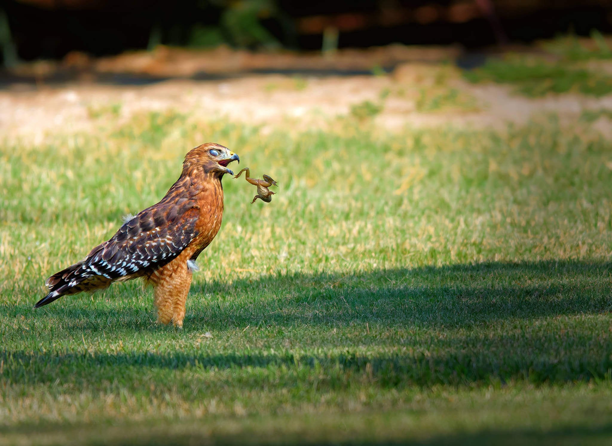 Wildlife Photography Tips