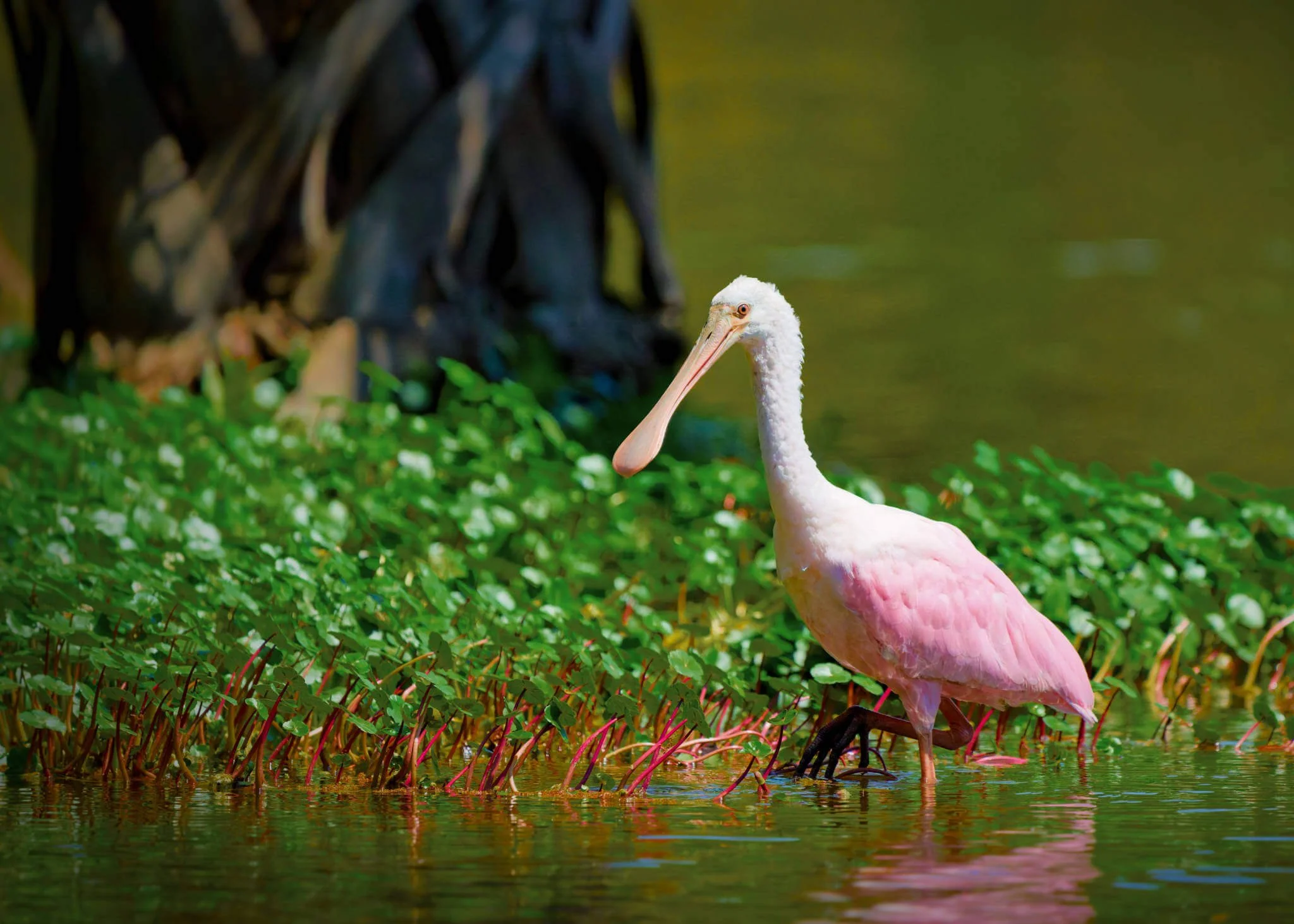 Wildlife Photography Charleston, SC