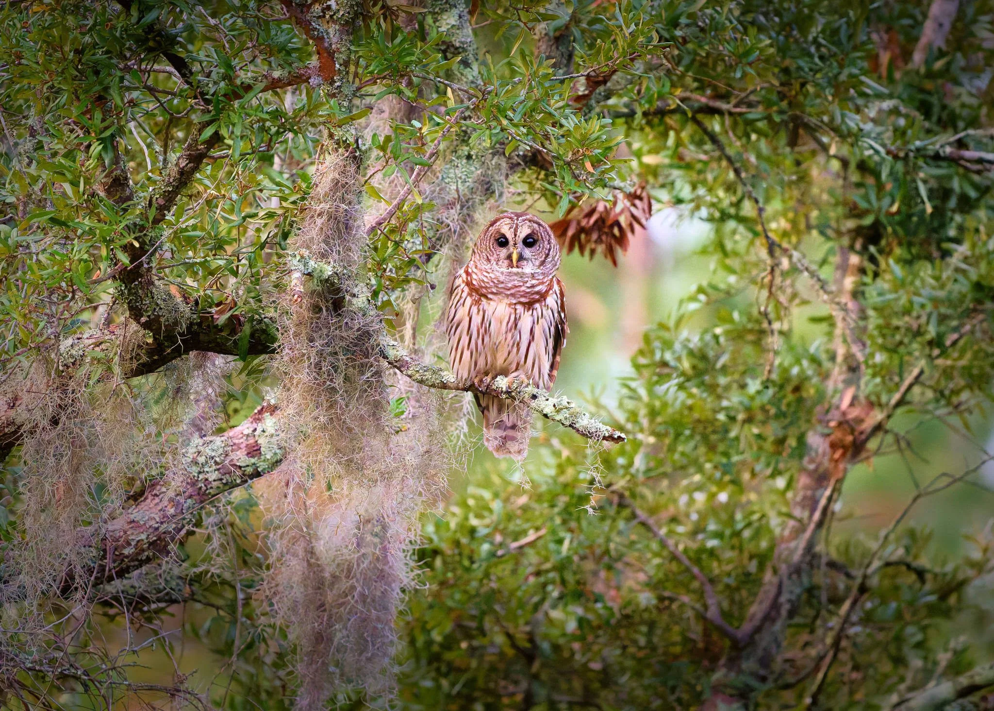 Wildlife Photography Tips