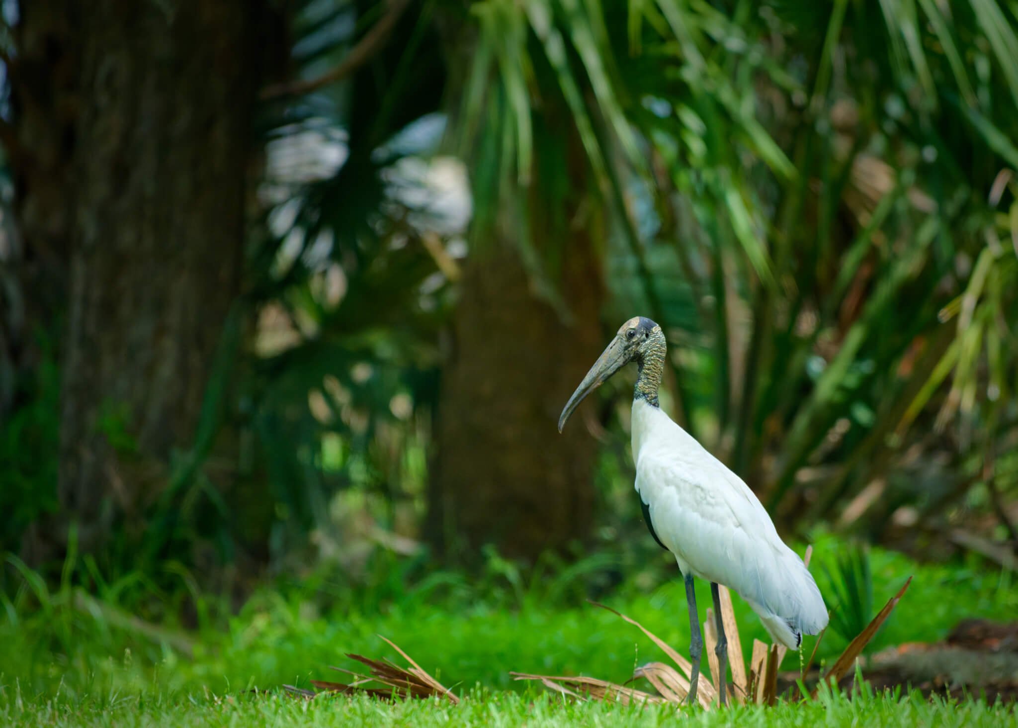 Wildlife Photography Charleston, SC