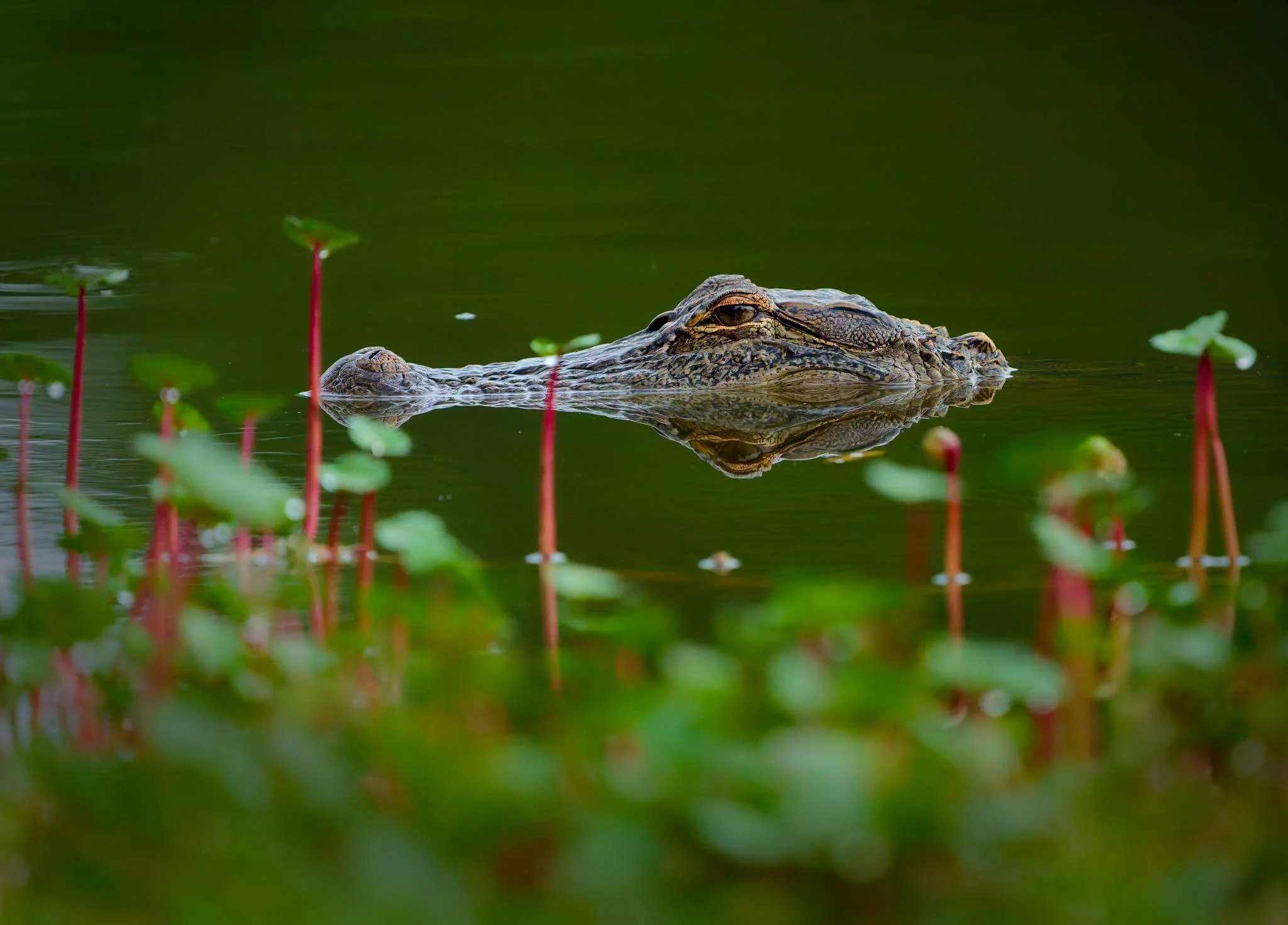 Wildlife Photography Charleston, SC