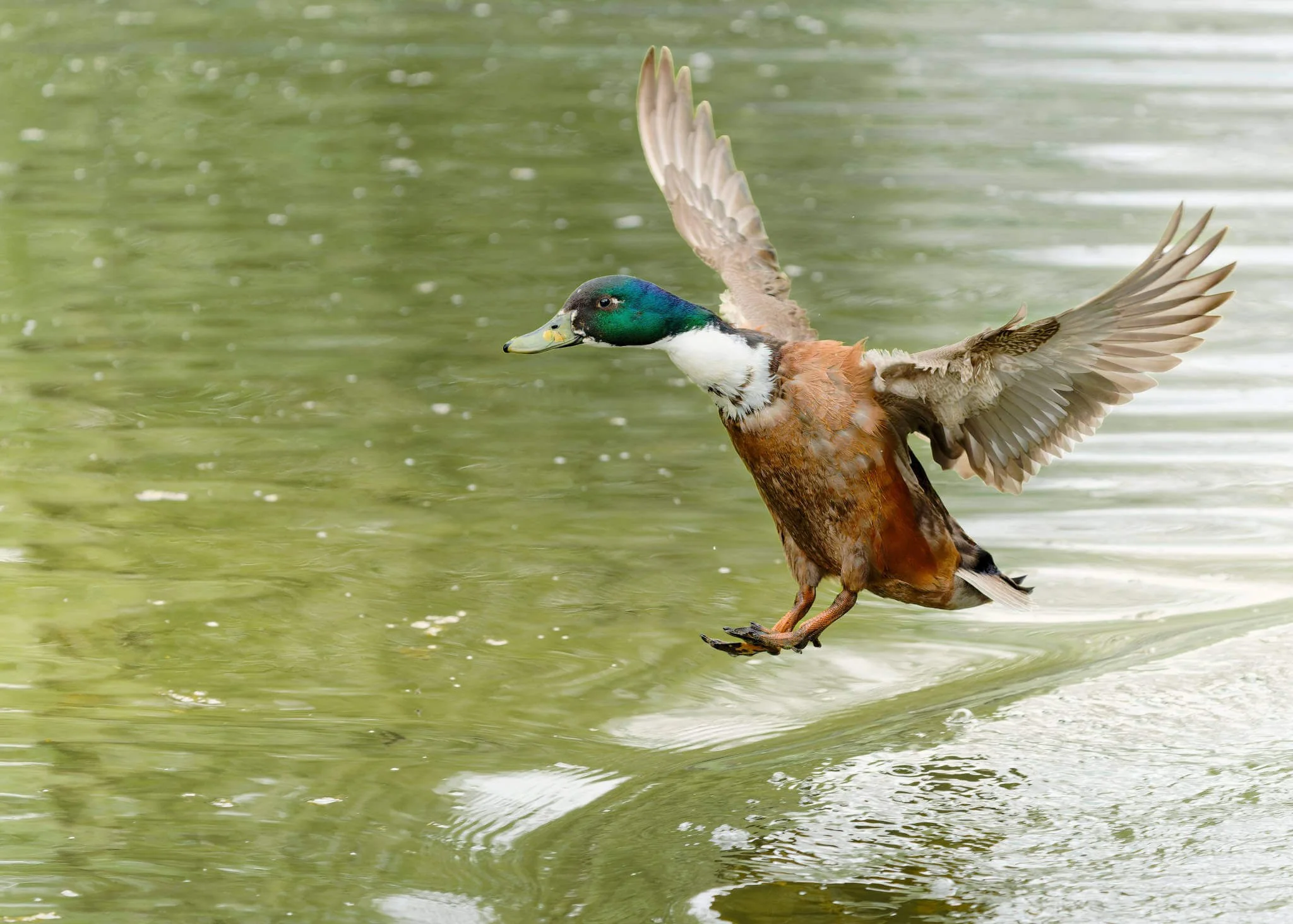 Wildlife Photography Charleston, SC