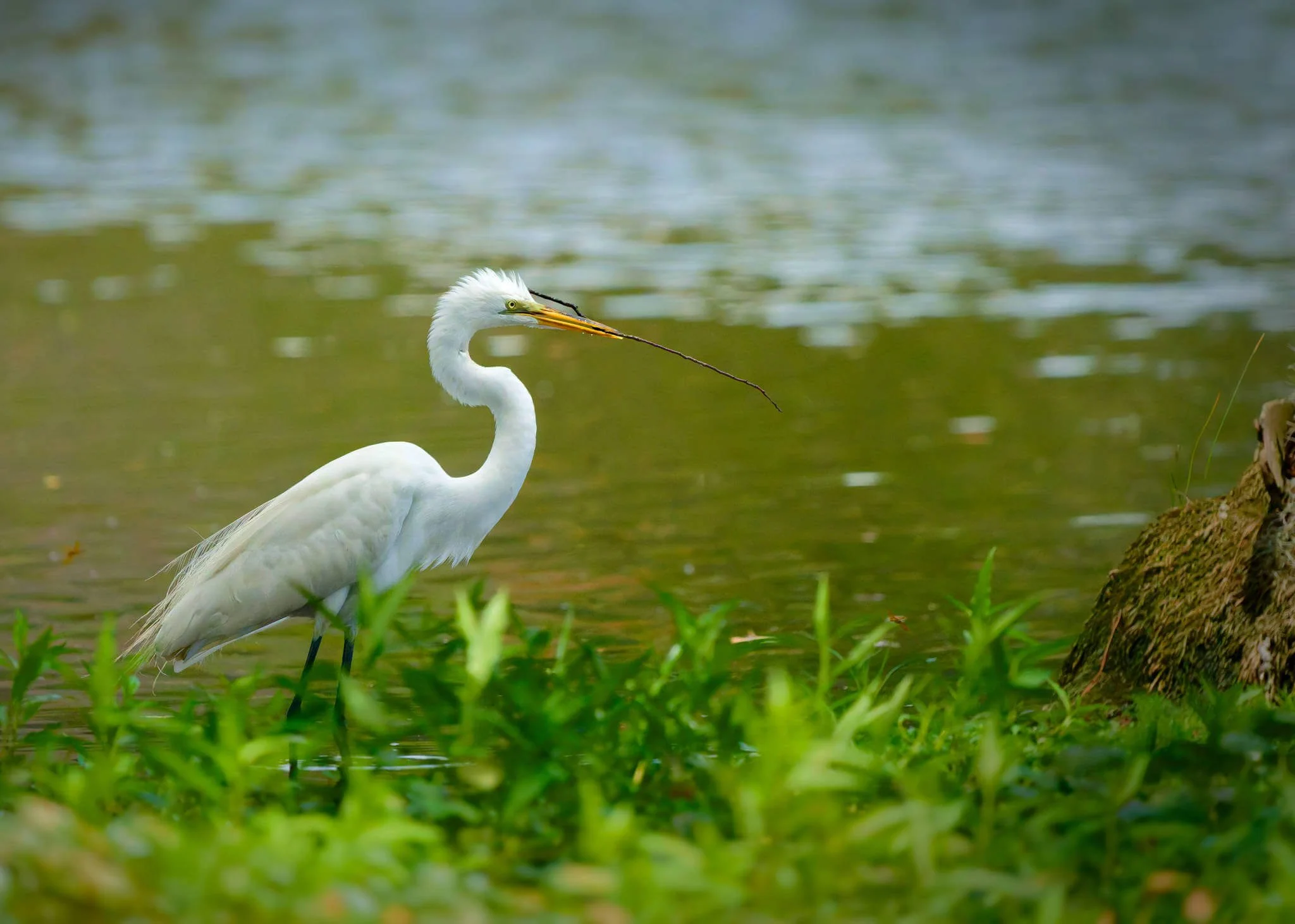 Wildlife Photography Charleston, SC