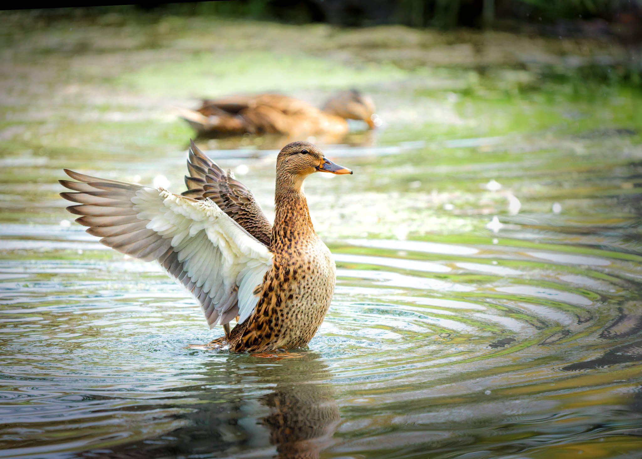 Wildlife Photography Charleston, SC