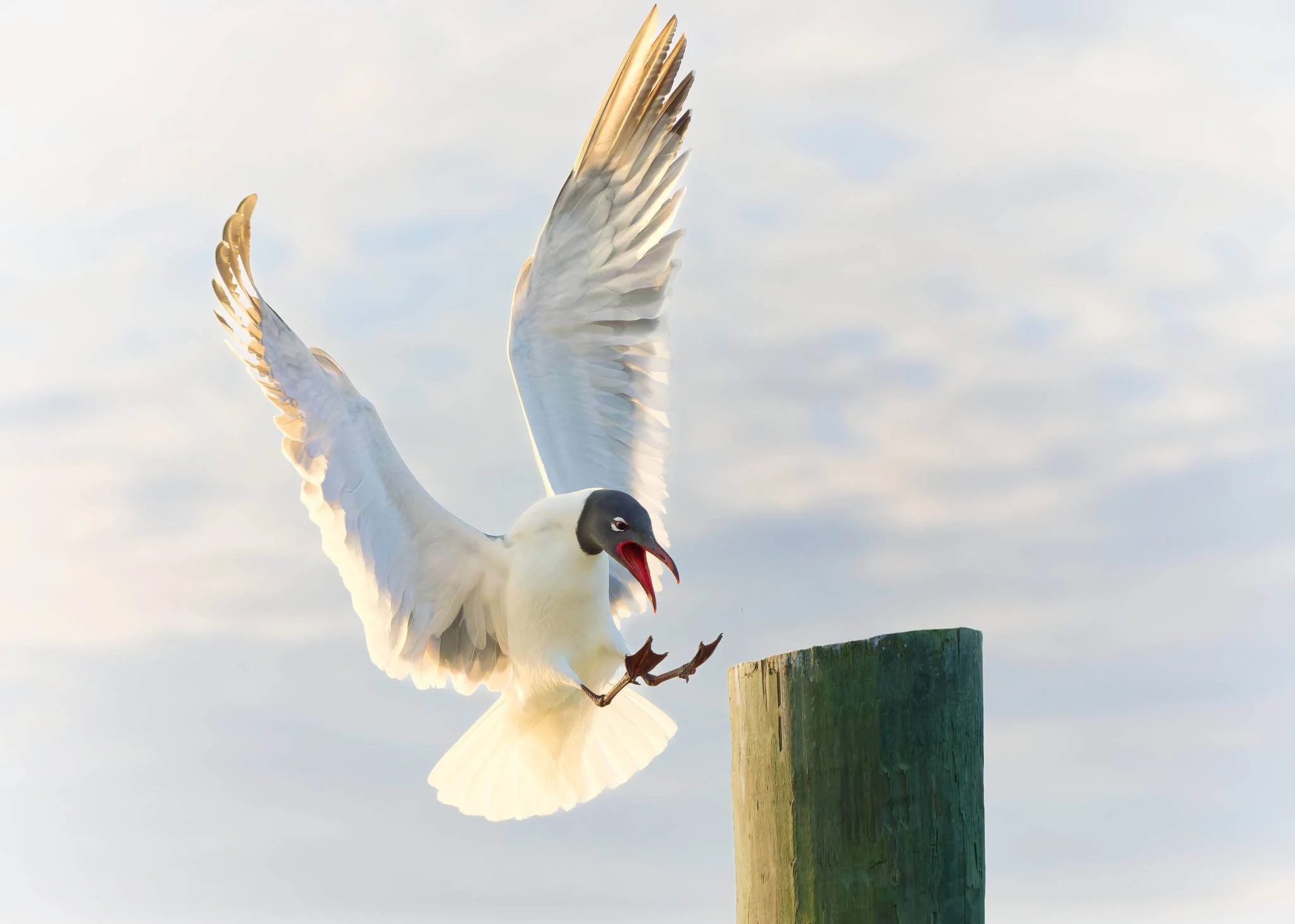 Wildlife Photography Charleston, SC