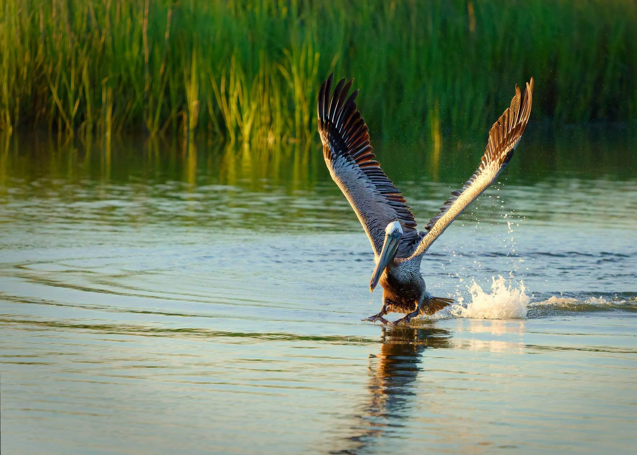 Wildlife Photography Tips