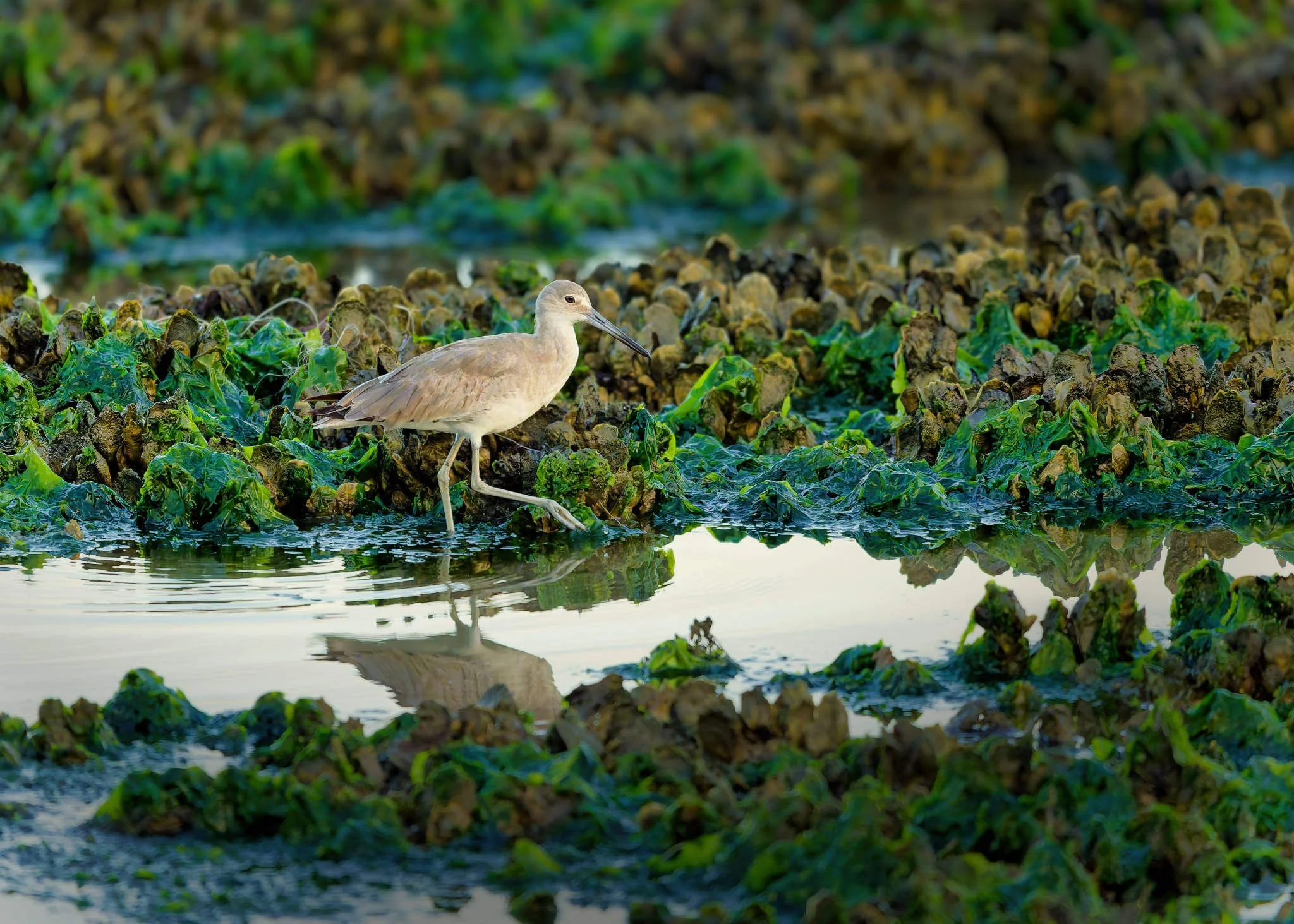 Wildlife Photography Charleston, SC