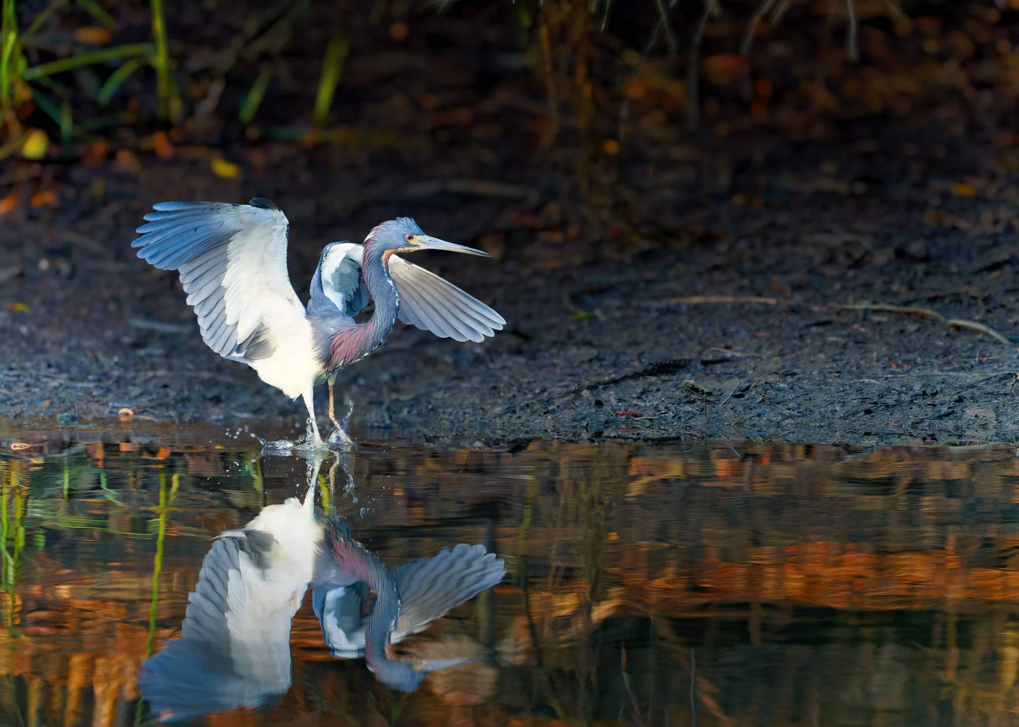 Wildlife Photography Tips