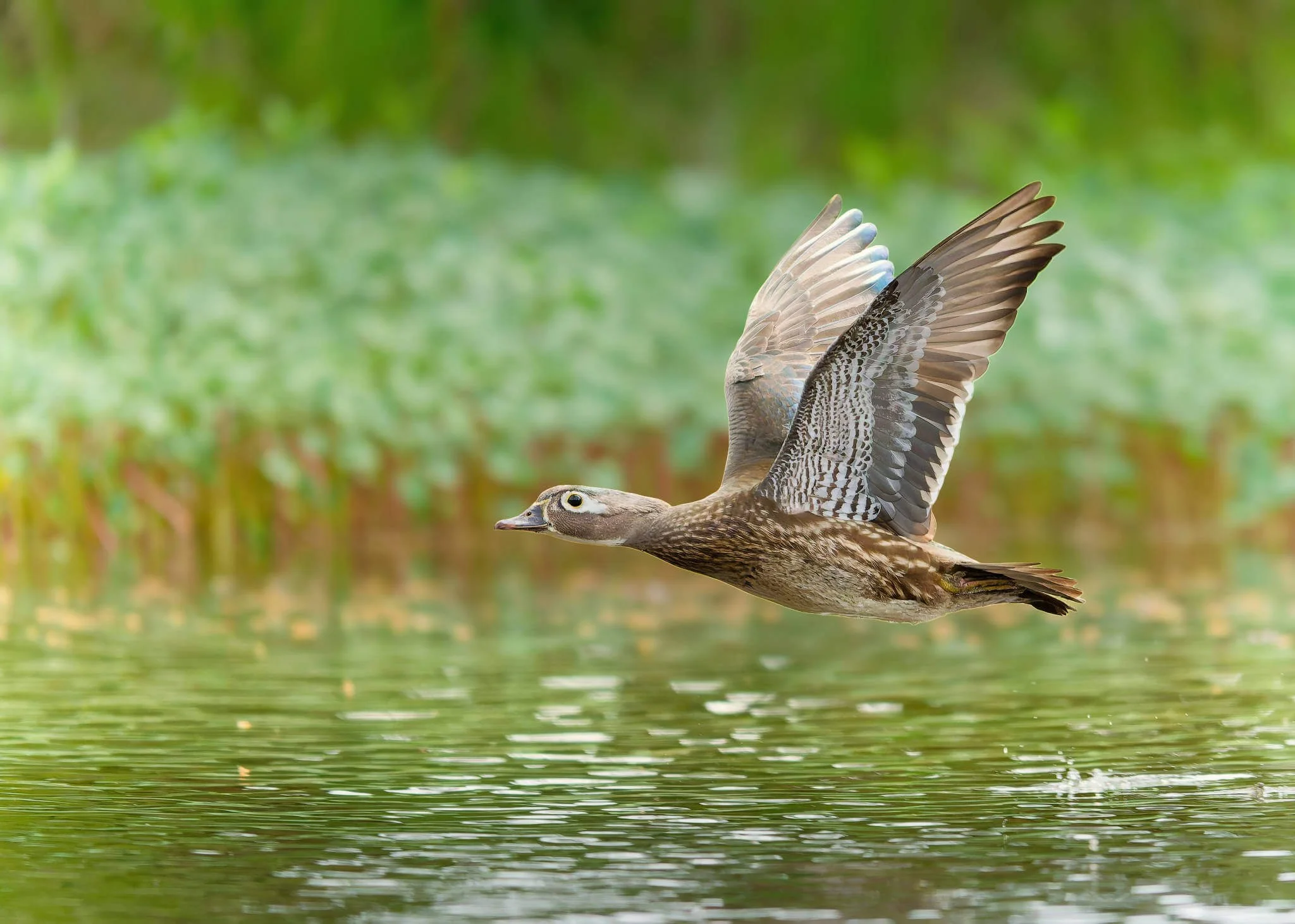 Wildlife Photography Charleston, SC