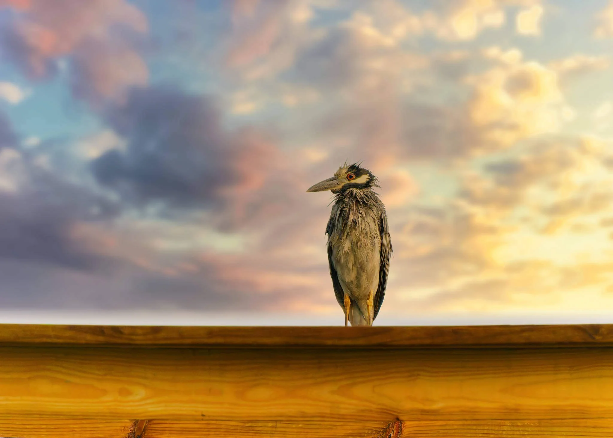 Wildlife Photography Tips