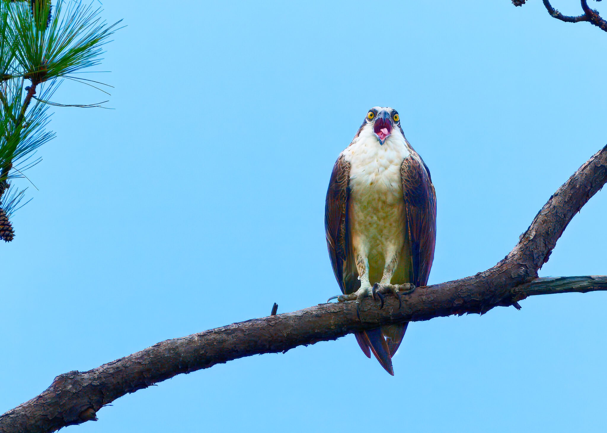 Wildlife Photography Charleston, SC