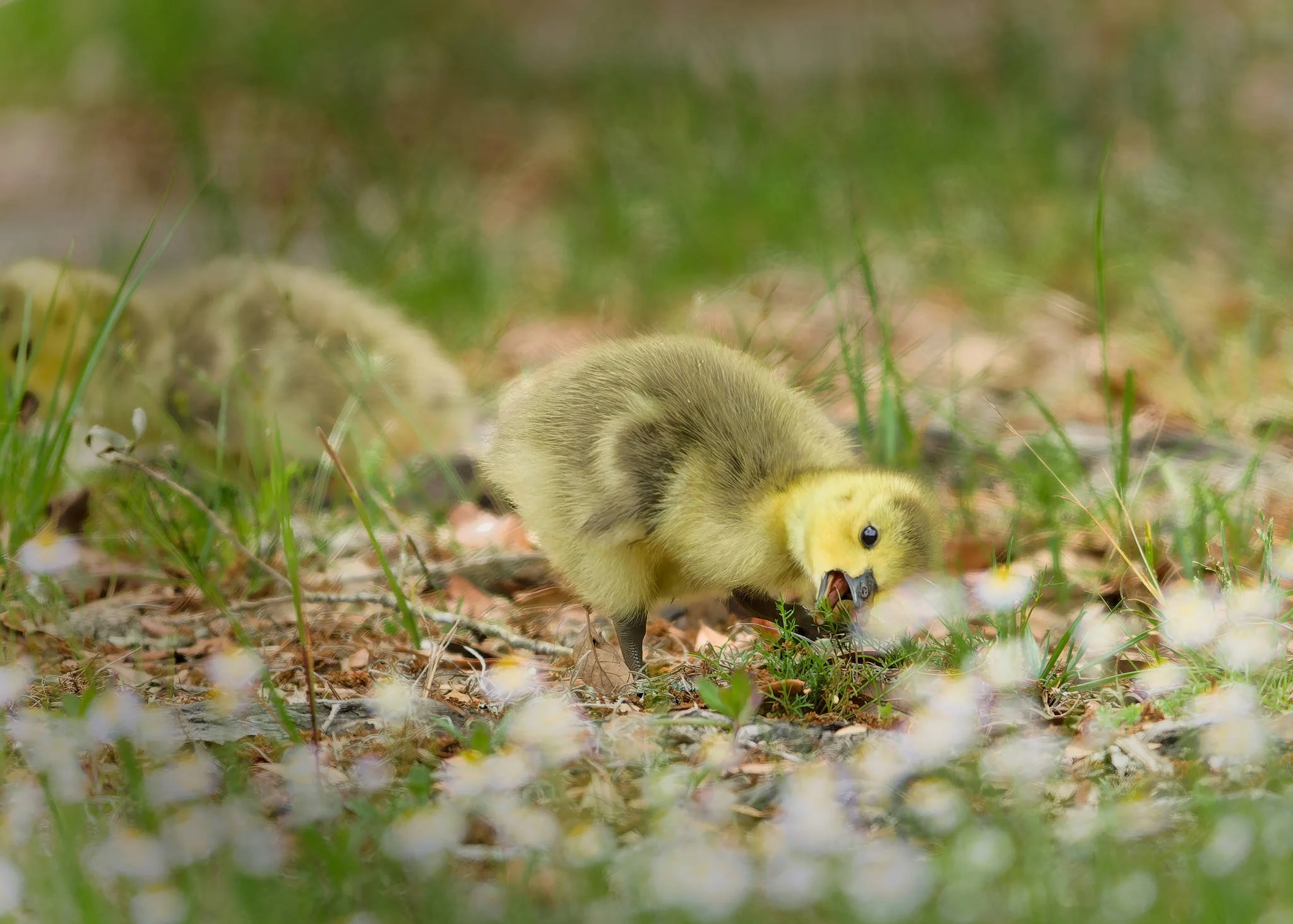 Wildlife Photography Charleston, SC