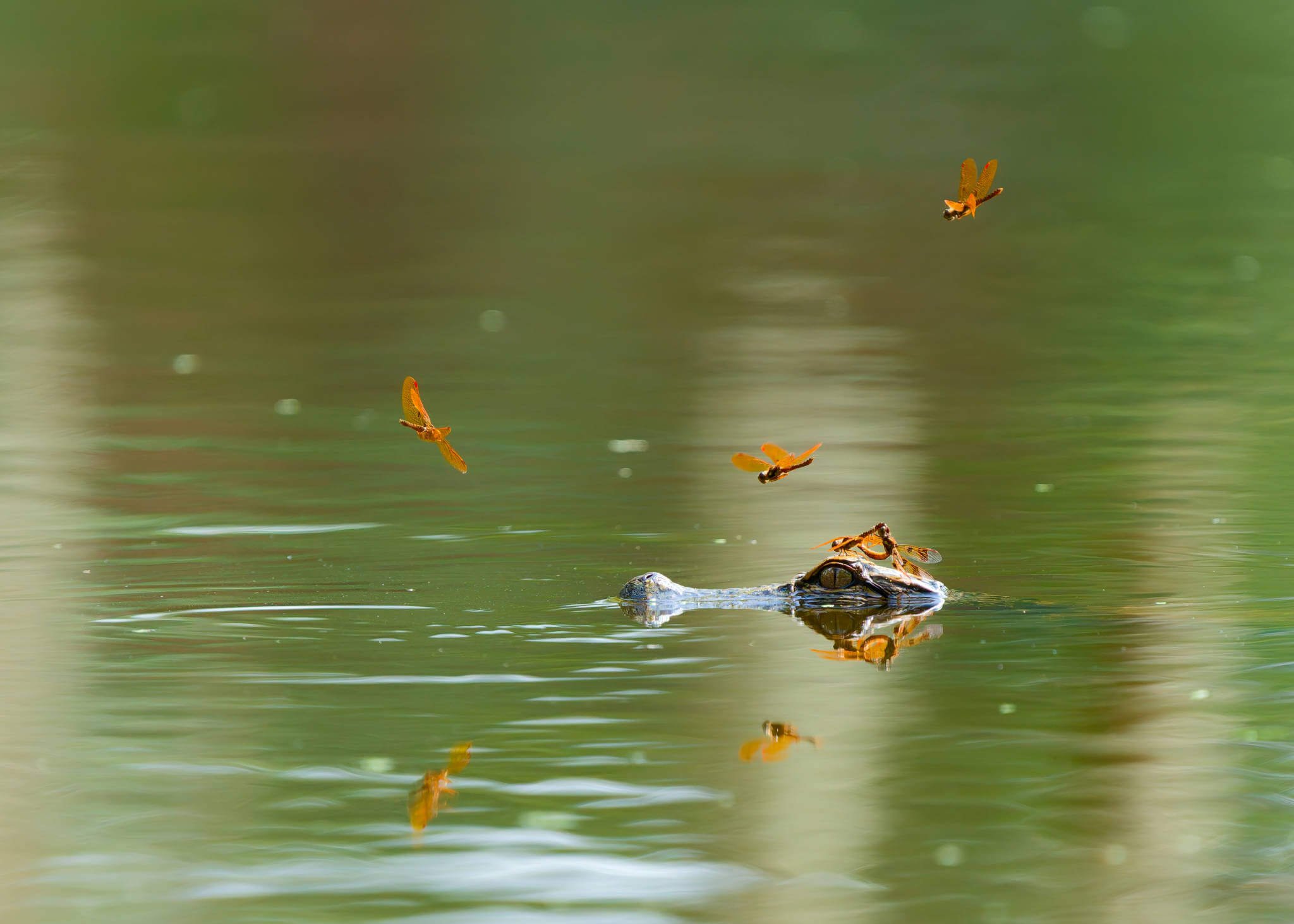 Wildlife Photography Charleston, SC