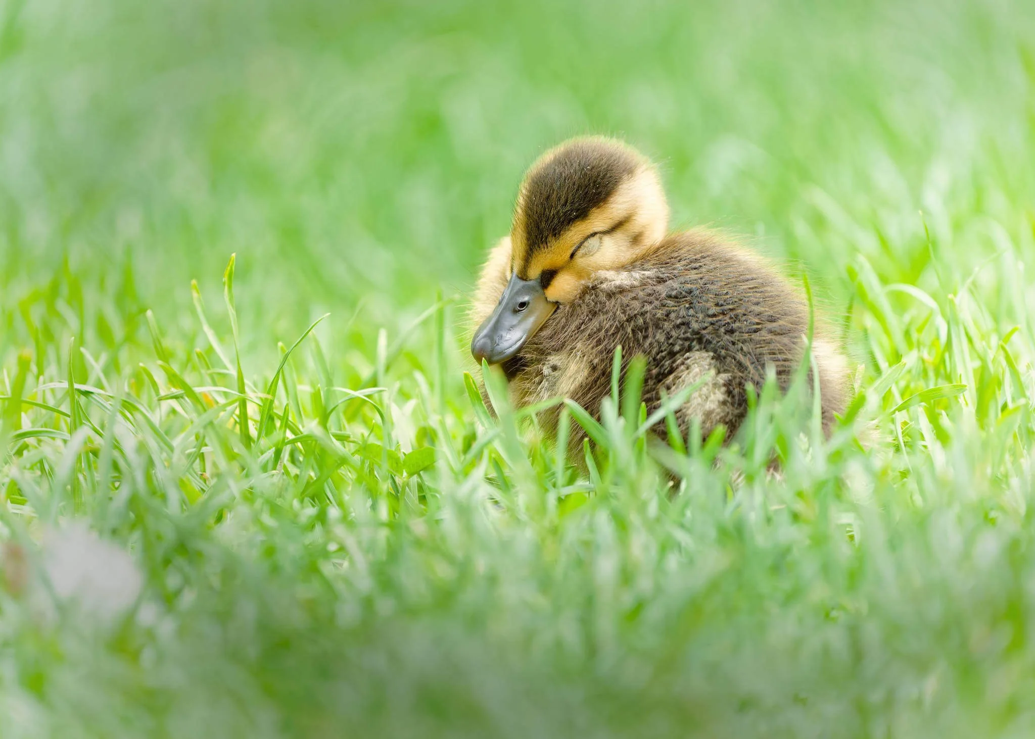 Wildlife Photography Charleston, SC