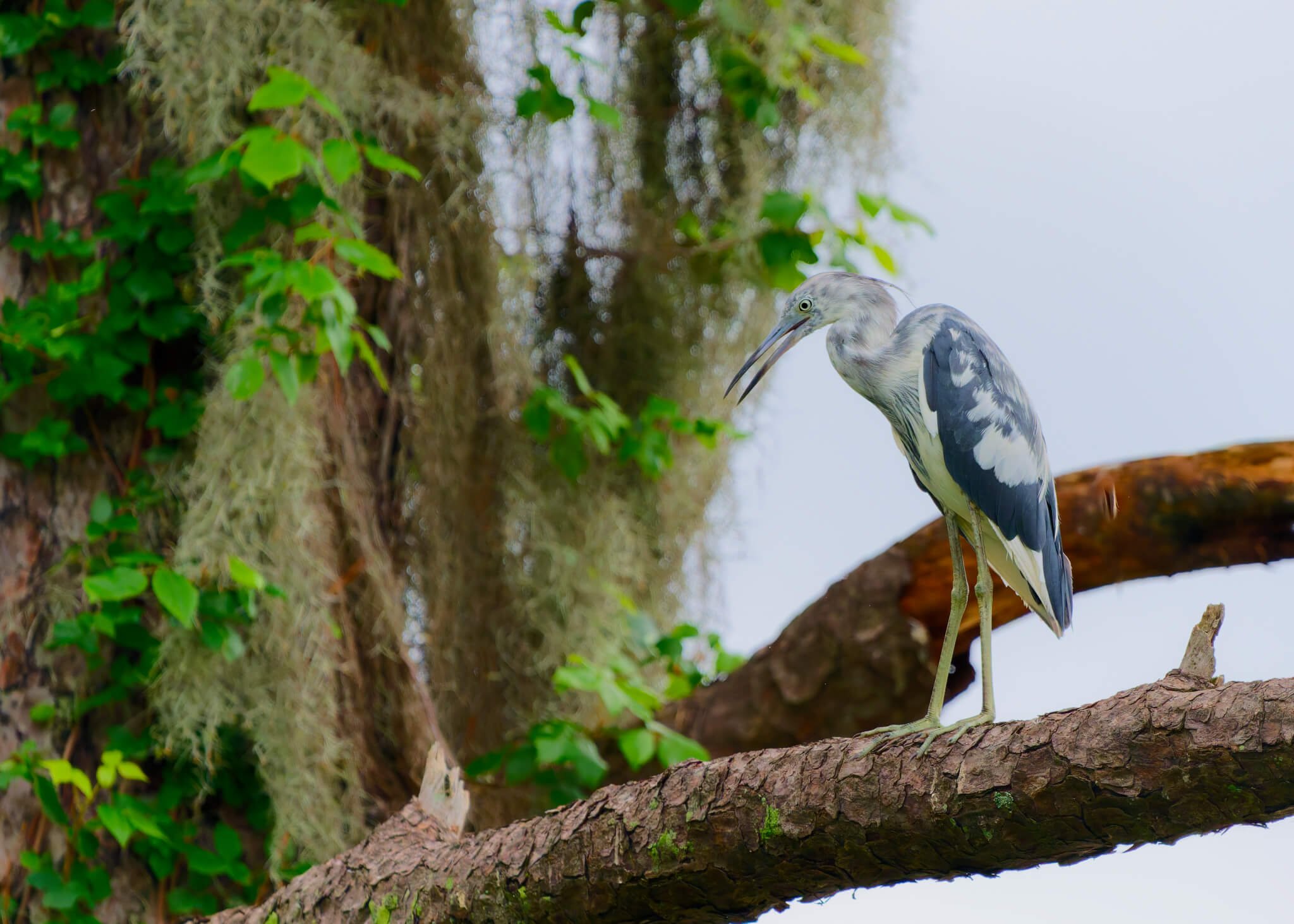 Wildlife Photography Charleston, SC