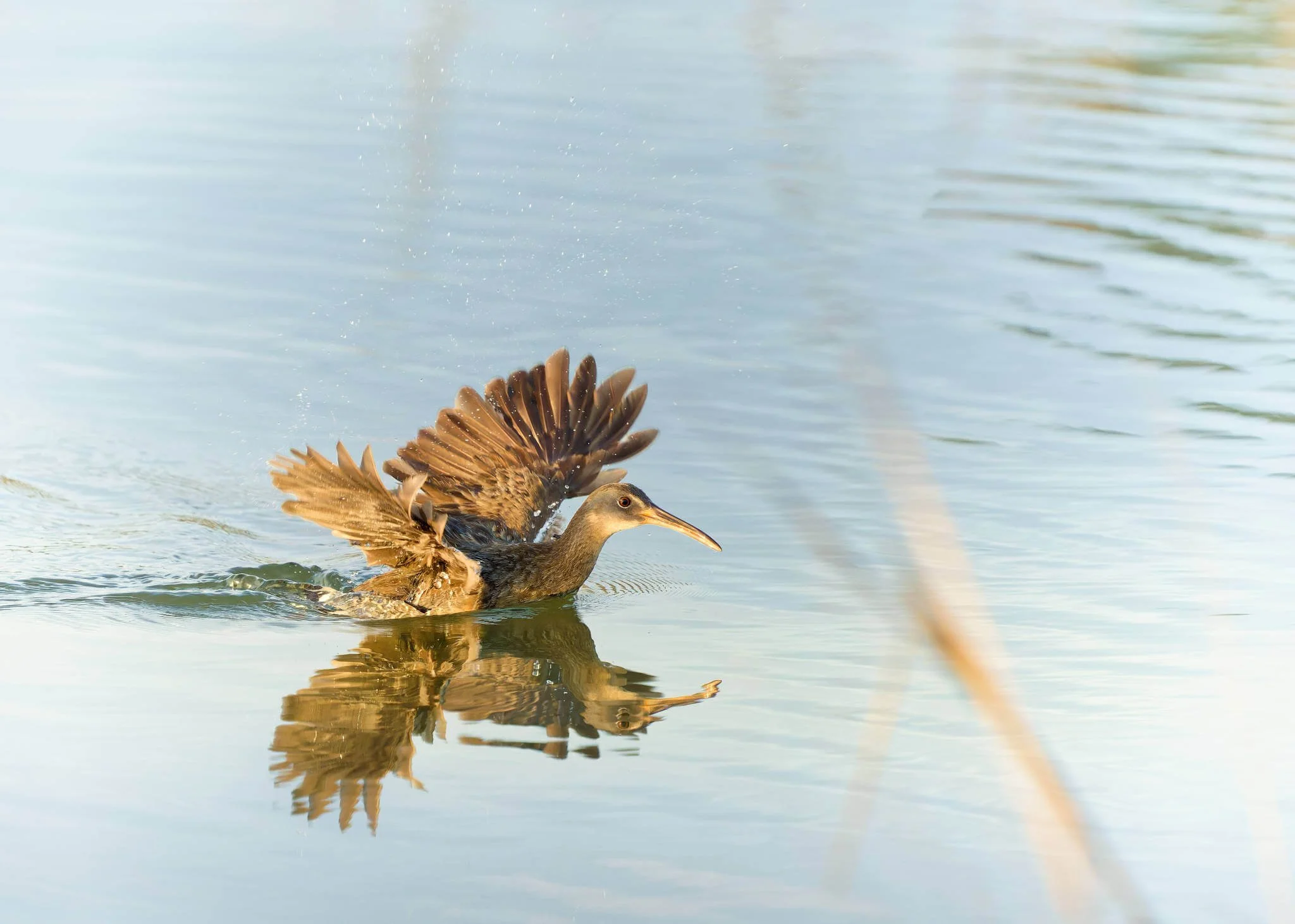 Wildlife Photography Charleston, SC