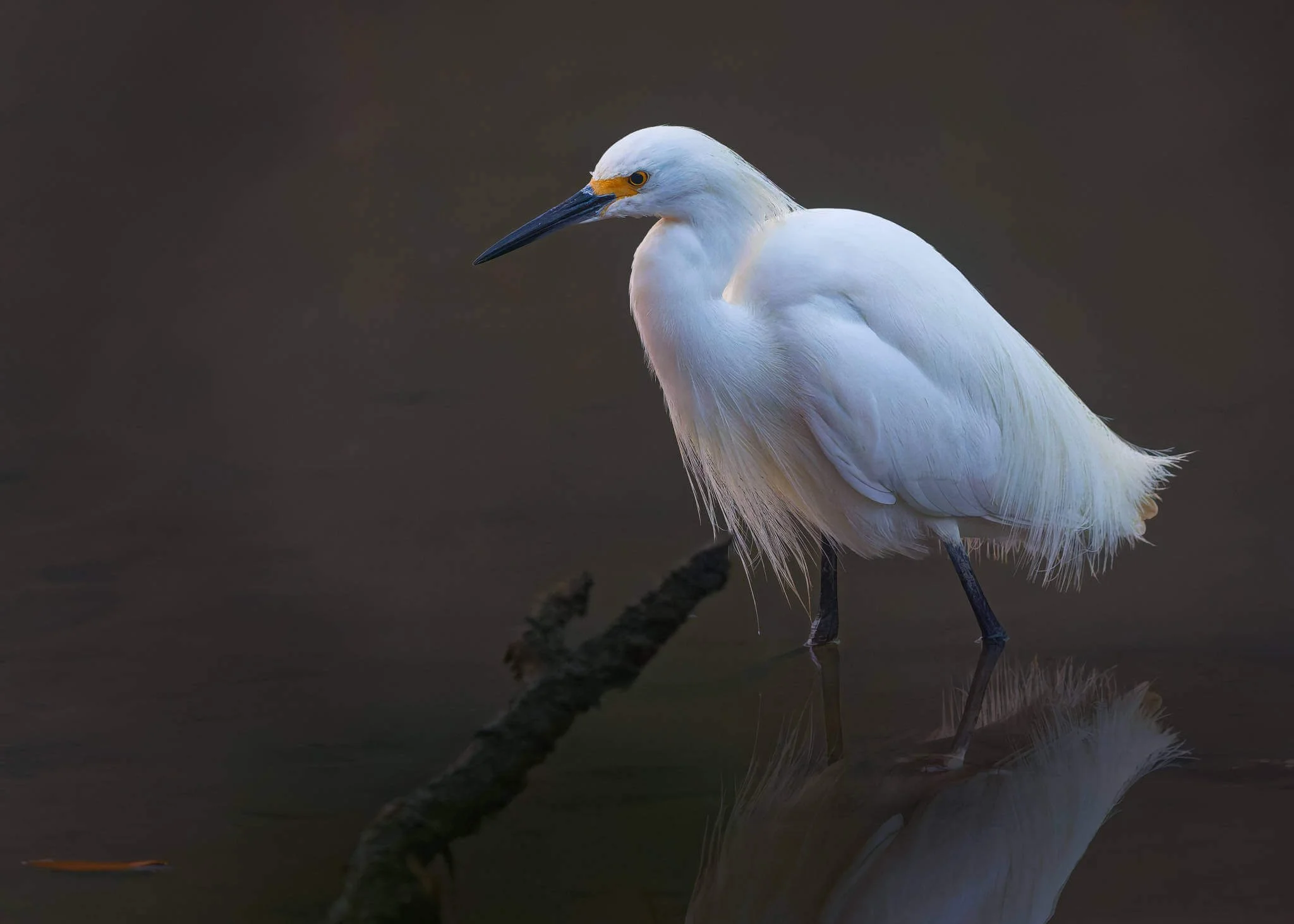 Wildlife Photography Charleston, SC