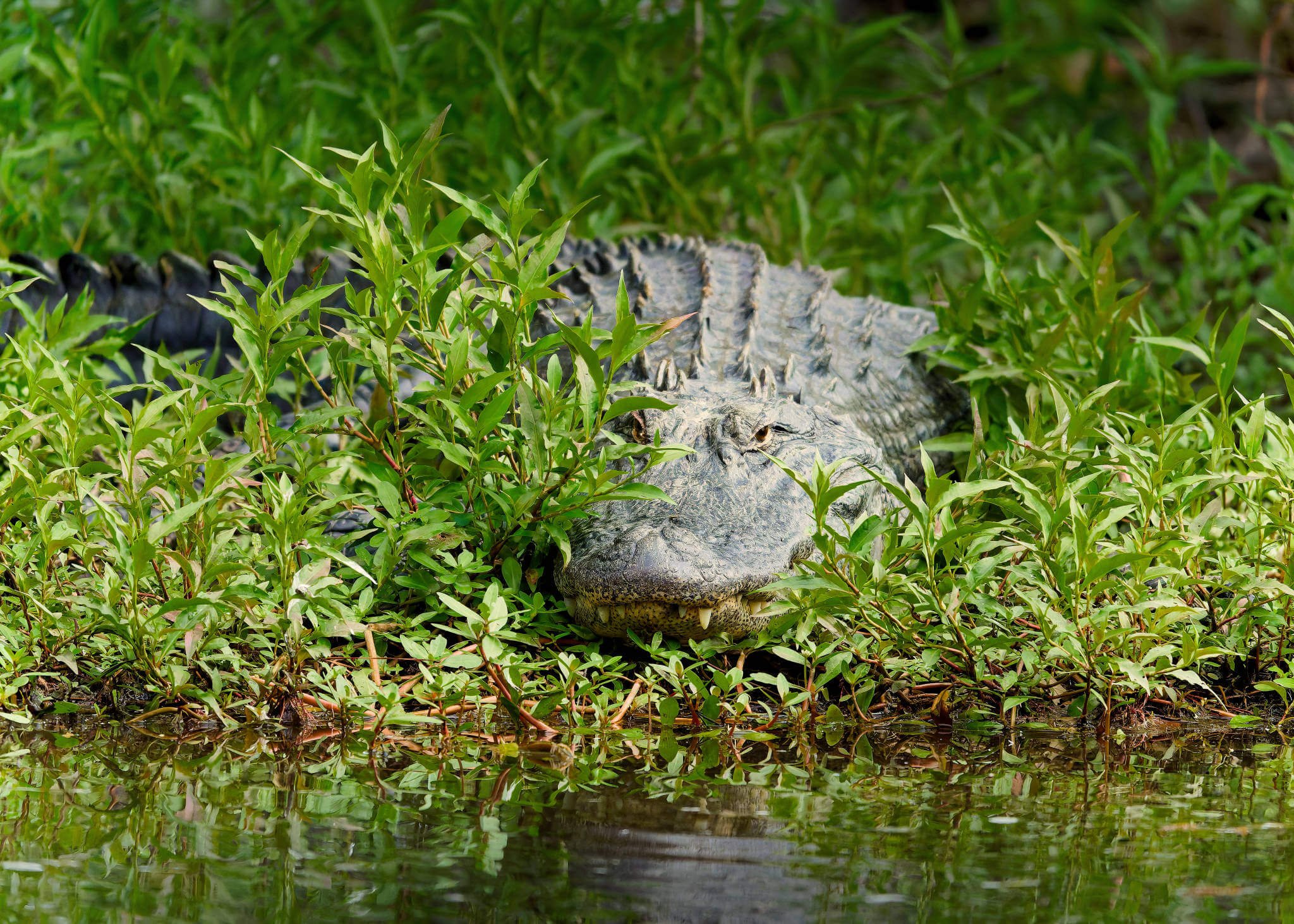 Wildlife Photography Charleston, SC