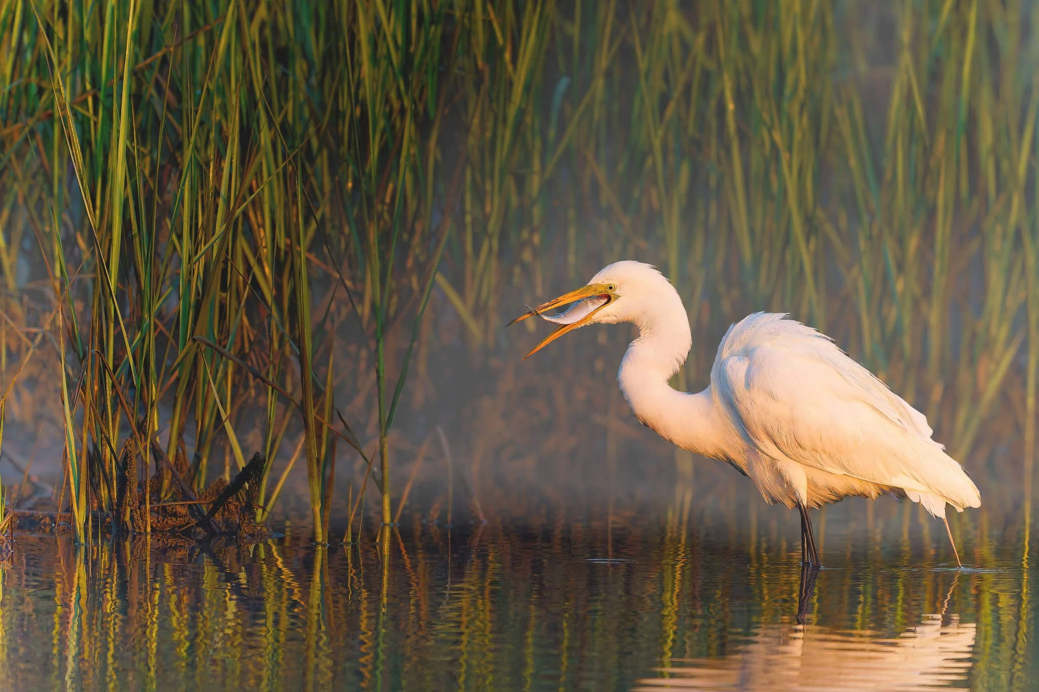 Wildlife Photography Charleston, SC