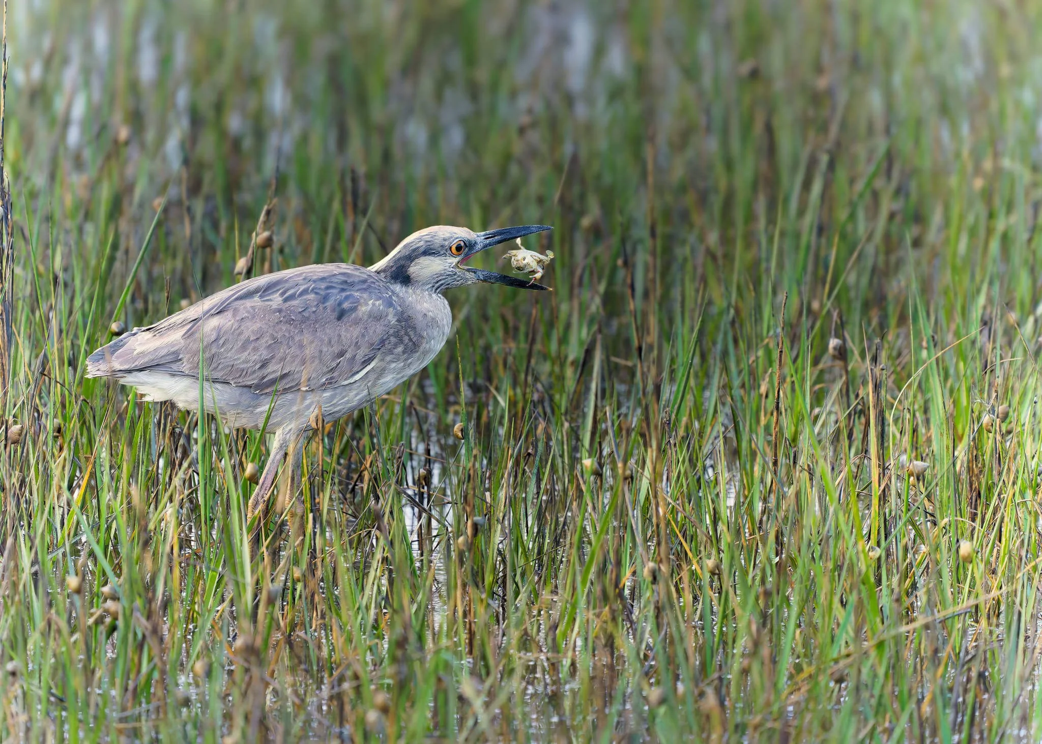 Wildlife Photography Charleston, SC