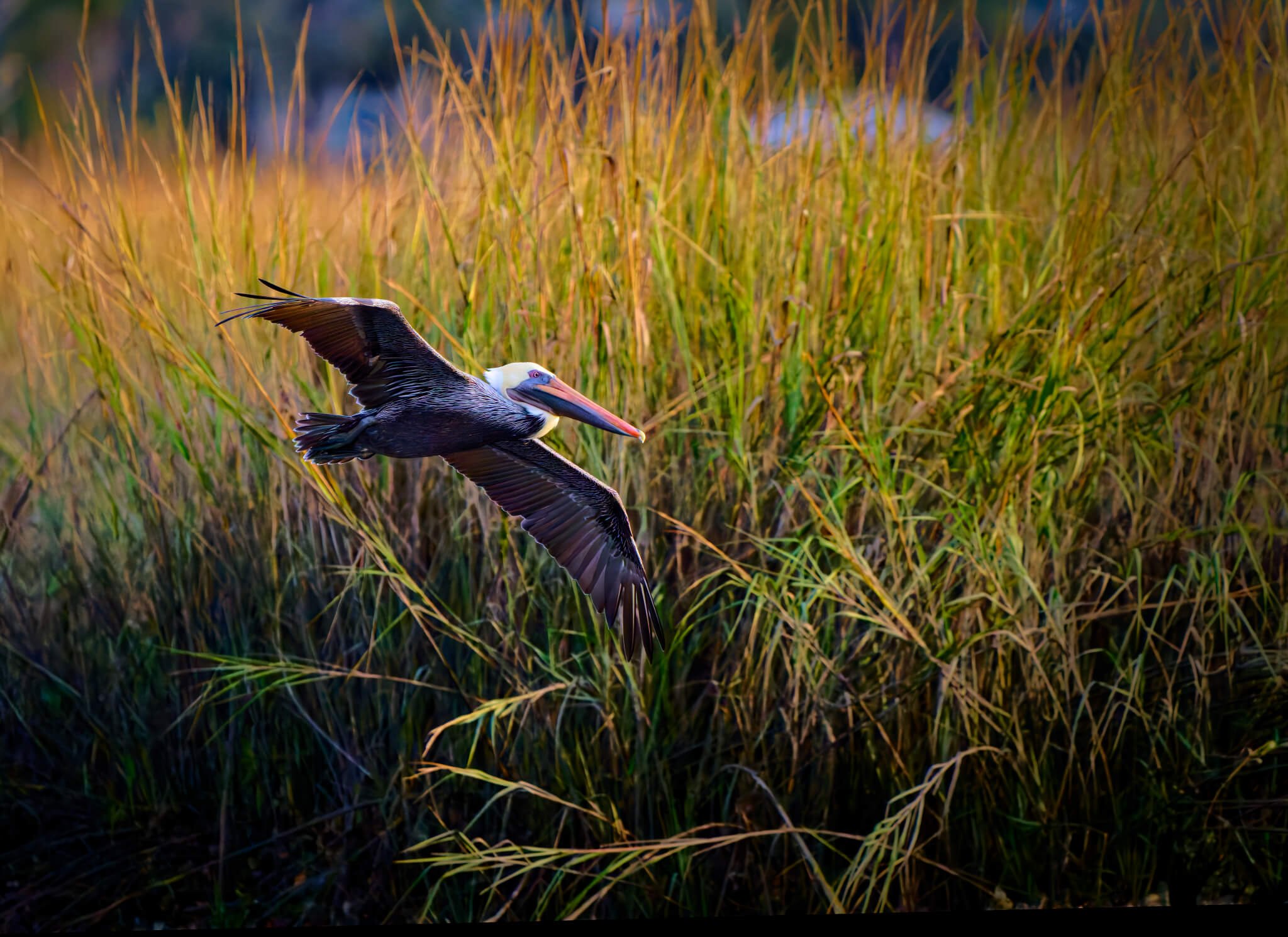 Wildlife Photography Charleston, SC