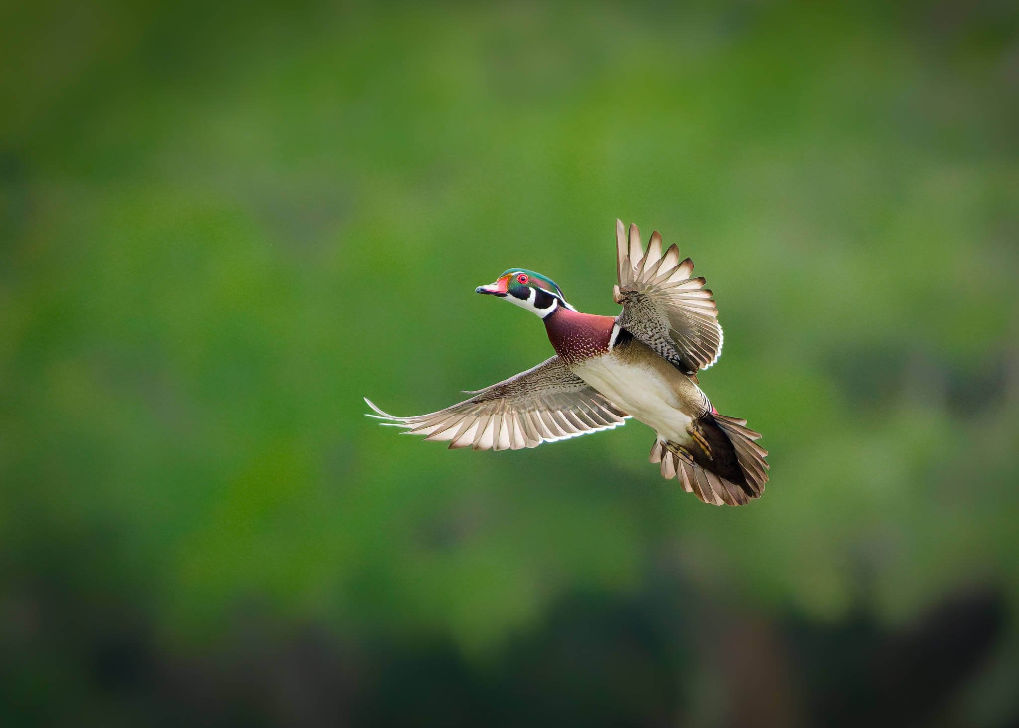 Wildlife Photography Charleston, SC