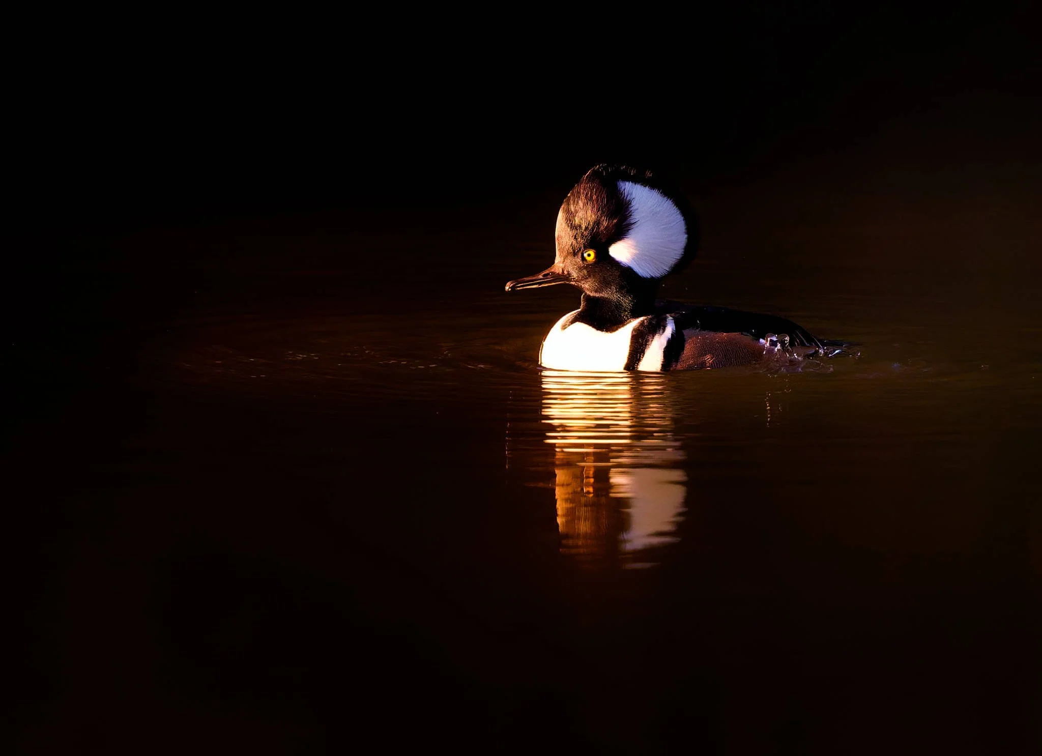 Wildlife Photography Charleston, SC