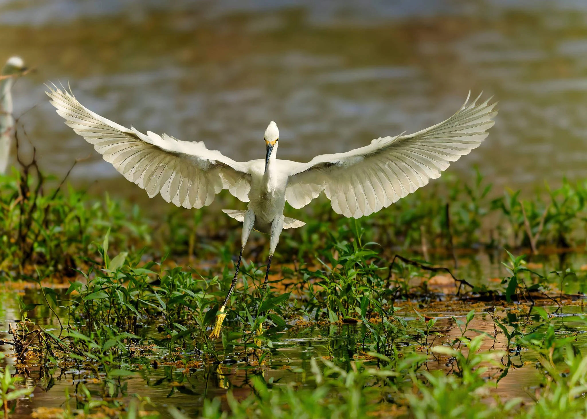 Wildlife Photography Charleston, SC