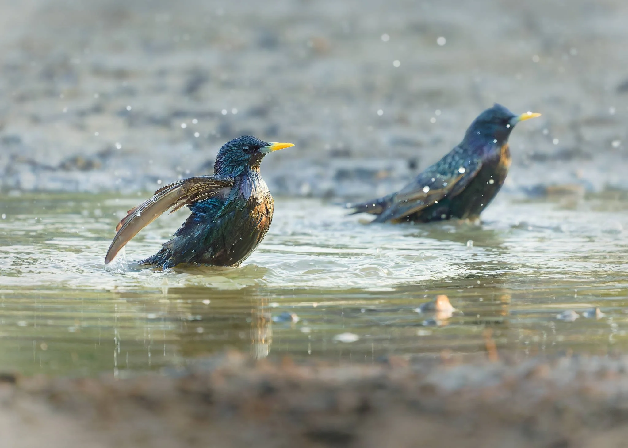 Wildlife Photography Charleston, SC