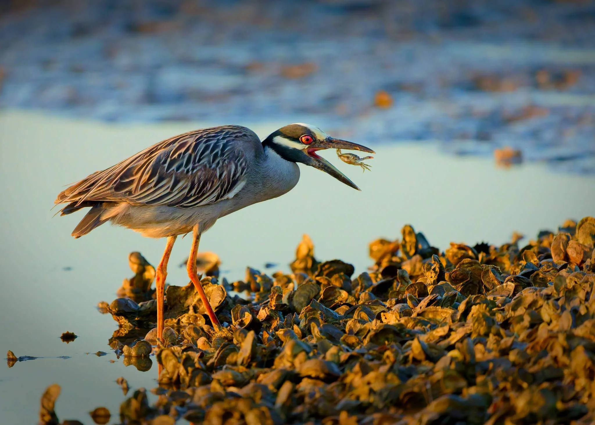 Wildlife Photography Tips