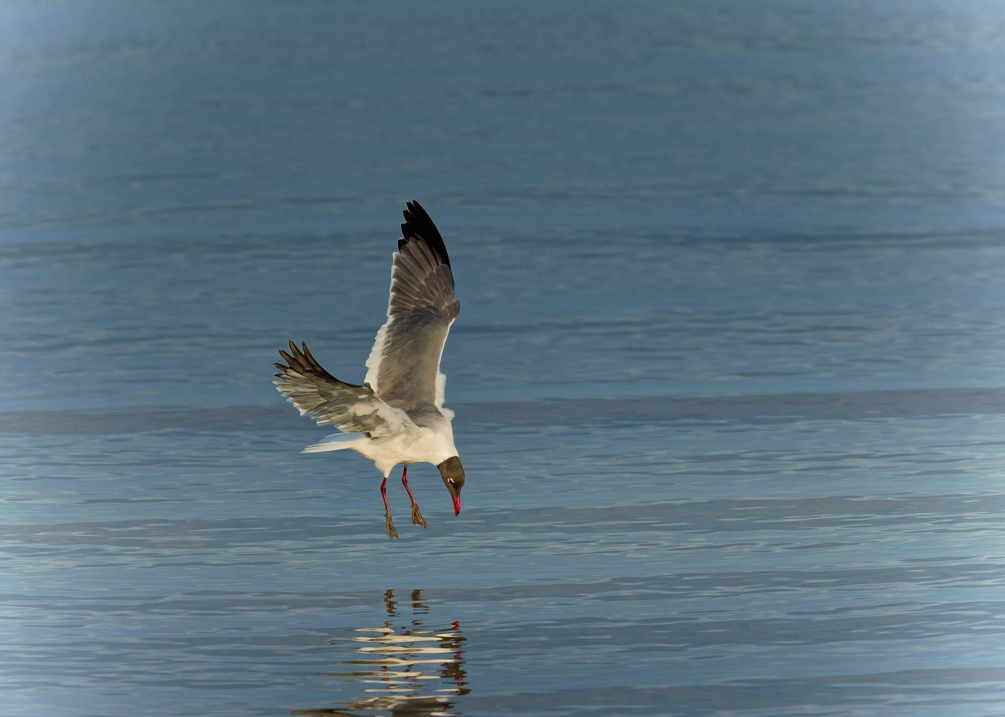 Wildlife Photography Charleston, SC