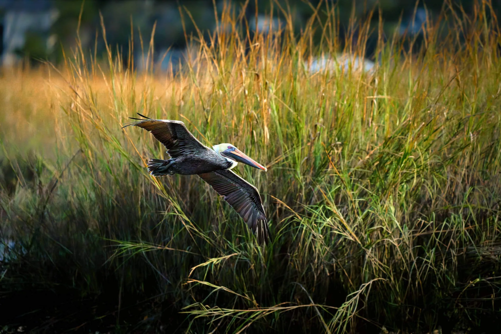 Wildlife Photography Charleston, SC