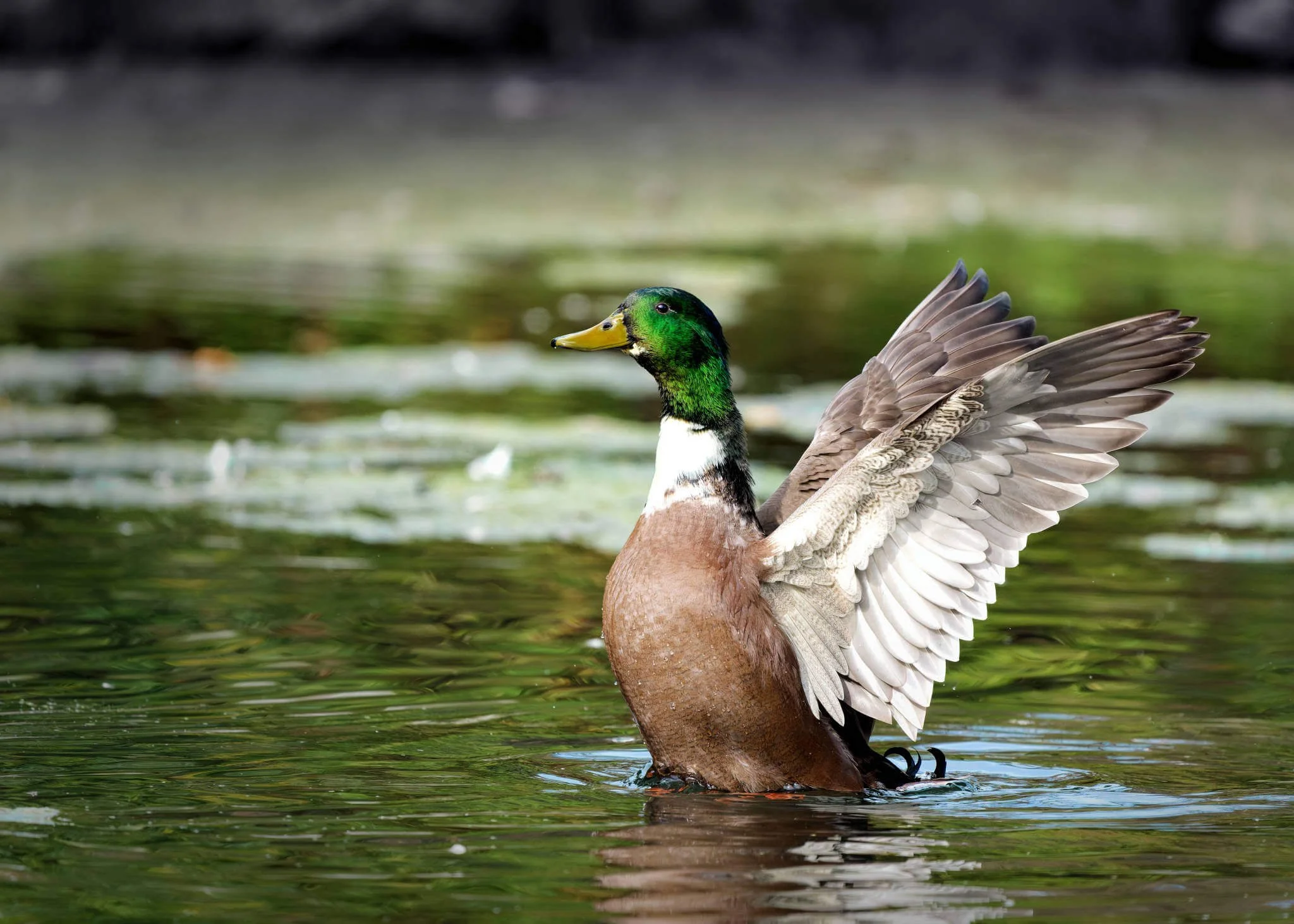 Wildlife Photography Charleston, SC