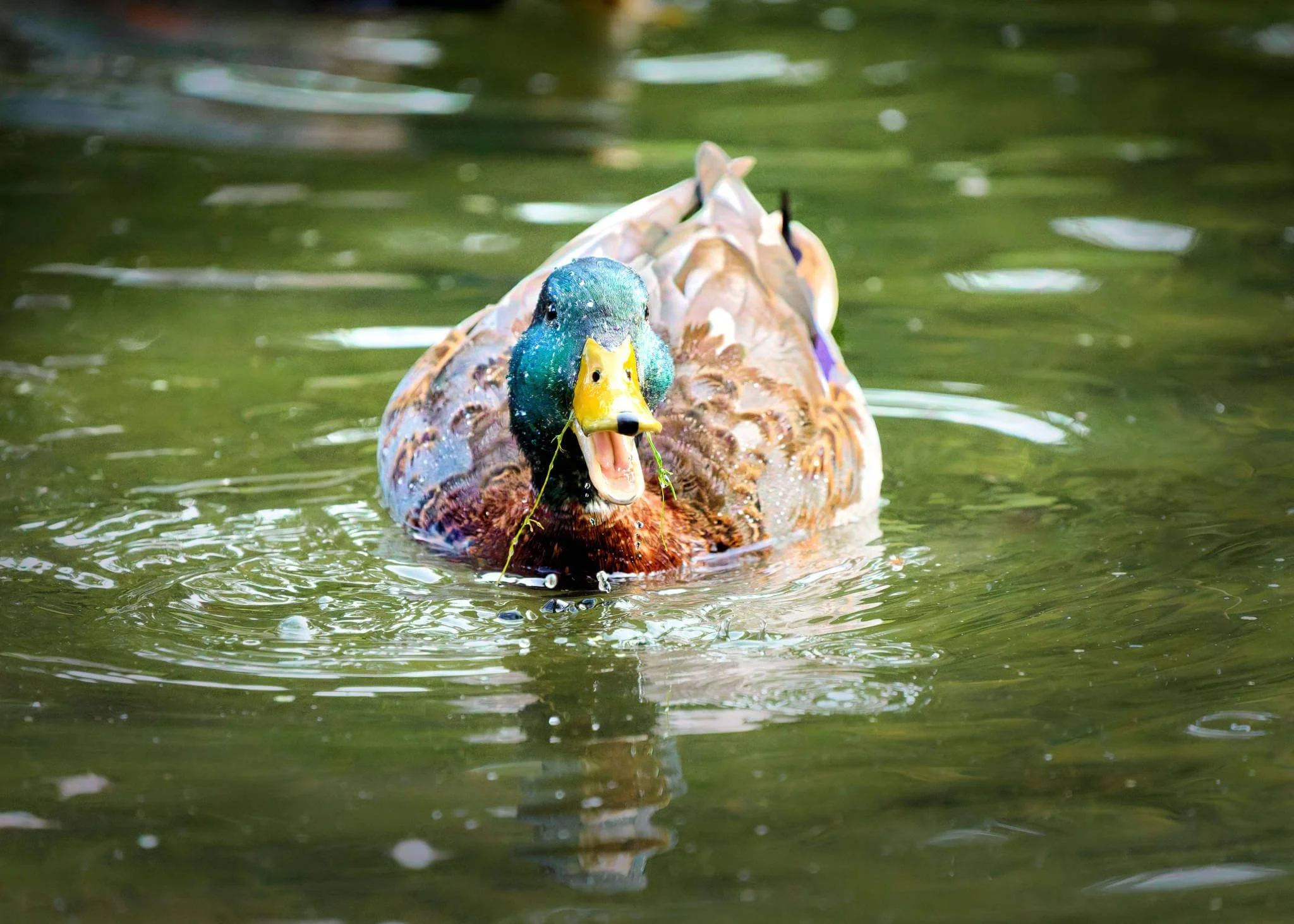 Wildlife Photography Charleston, SC