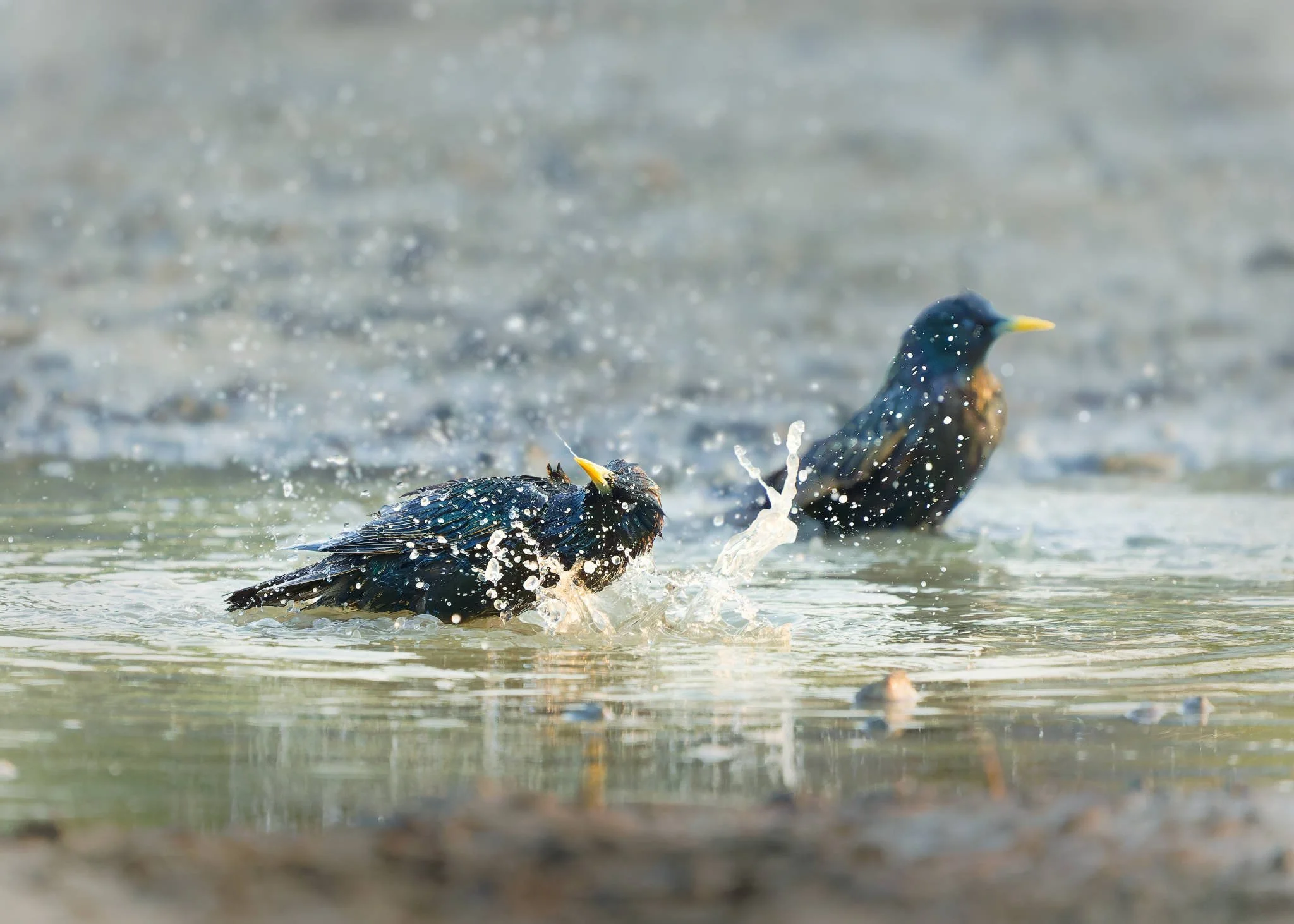 Wildlife Photography Charleston, SC