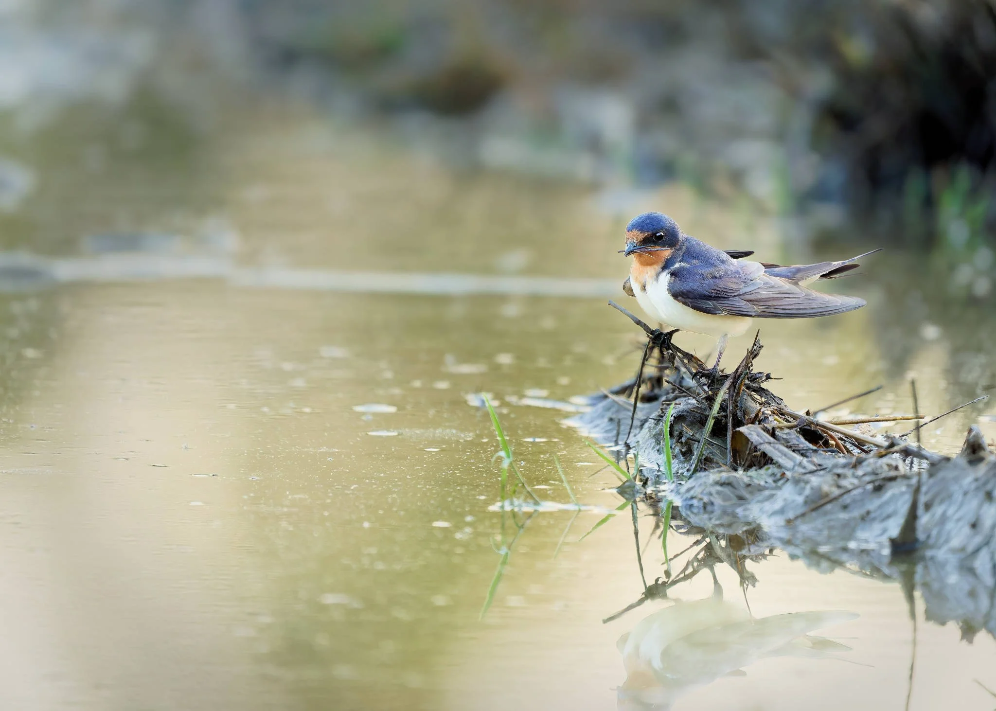 Wildlife Photography Charleston, SC
