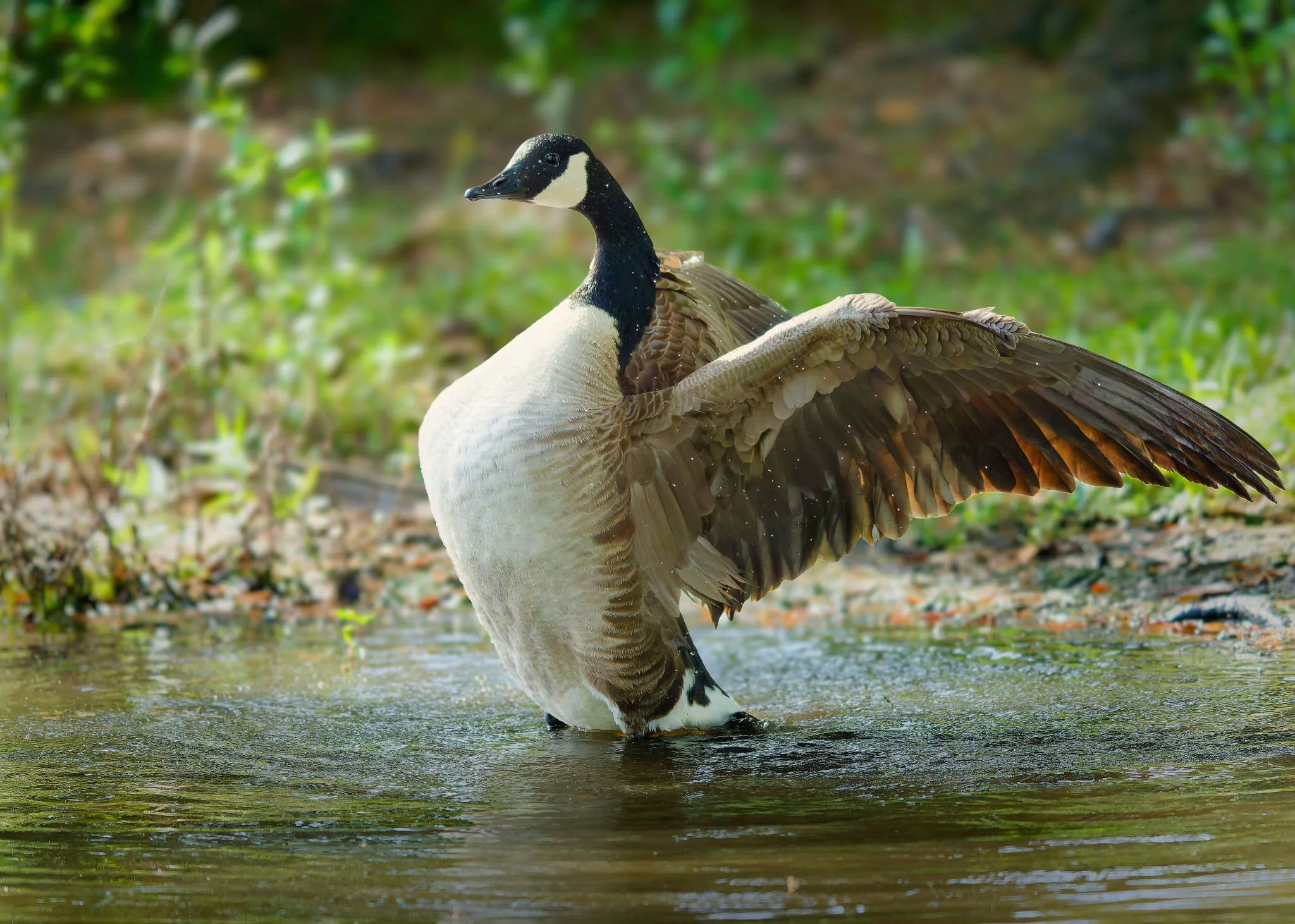 Wildlife Photography Charleston, SC