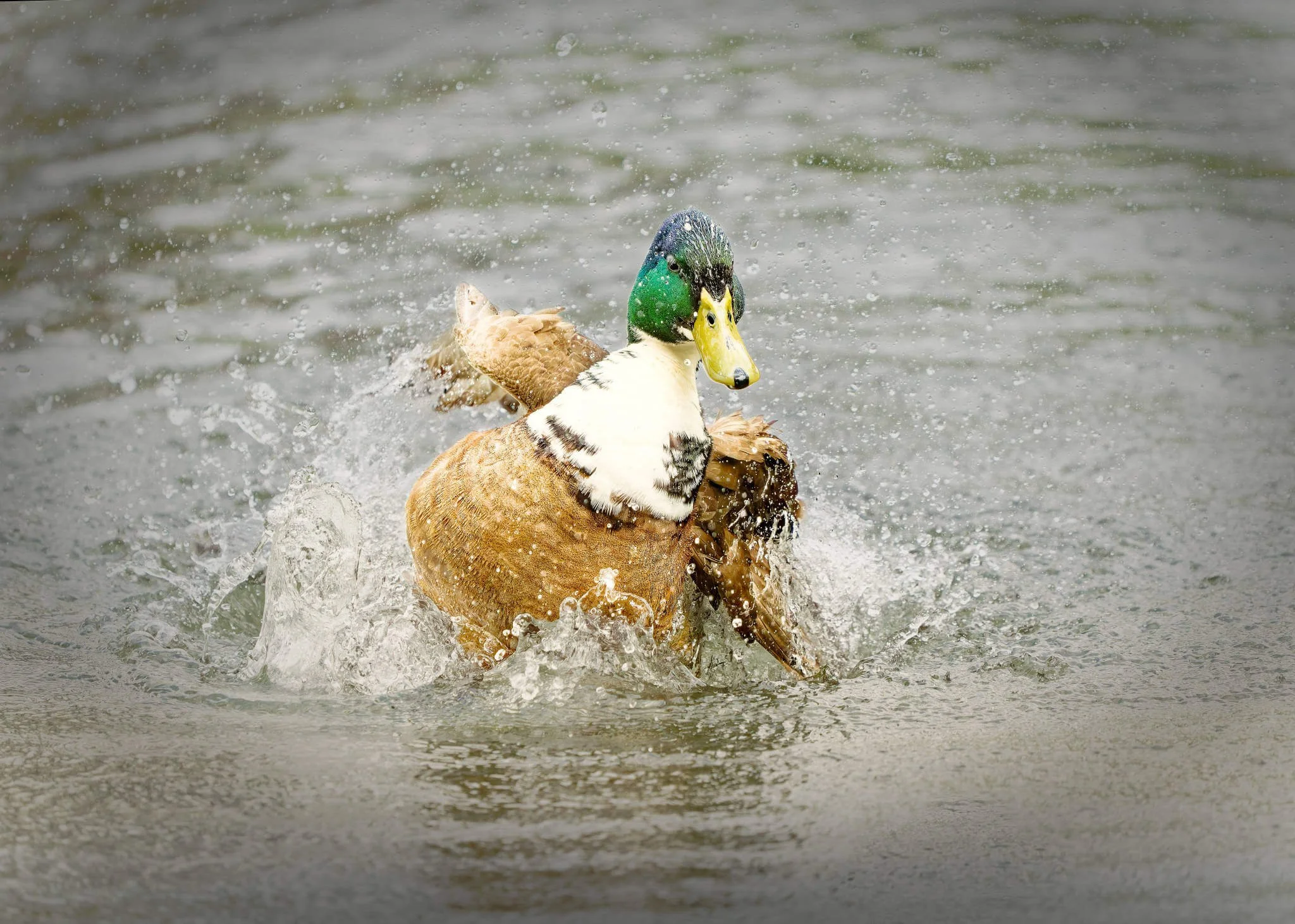 Wildlife Photography Charleston, SC