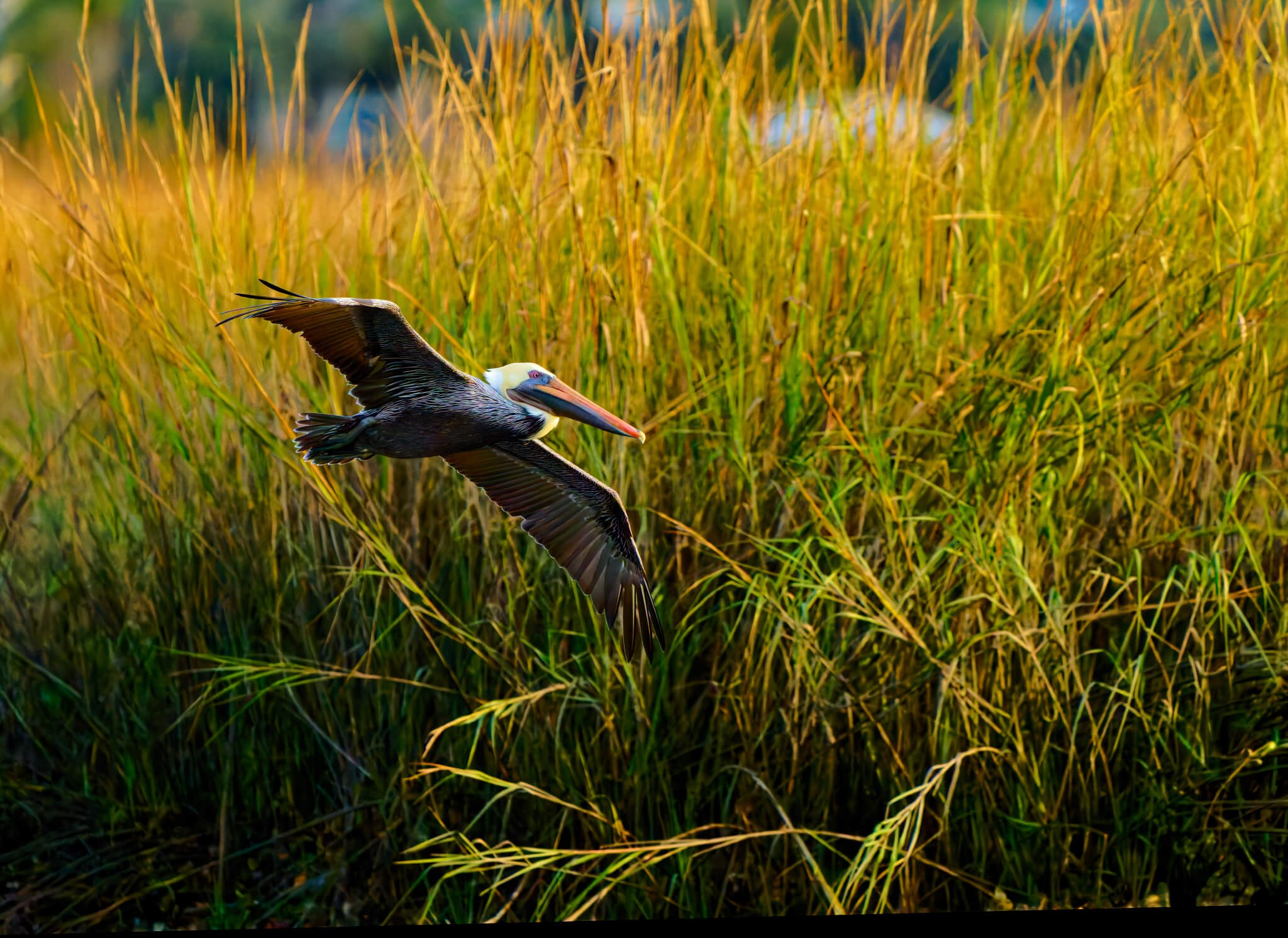 lrc-wildlife-737_DxO.jpg