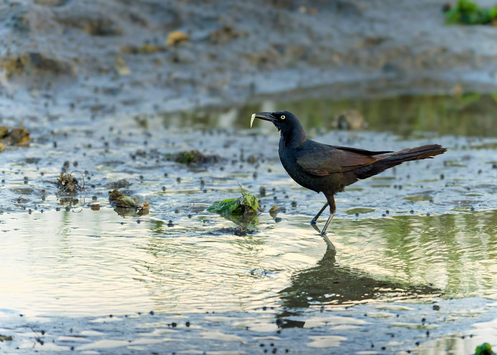 Wildlife Photography Charleston, SC