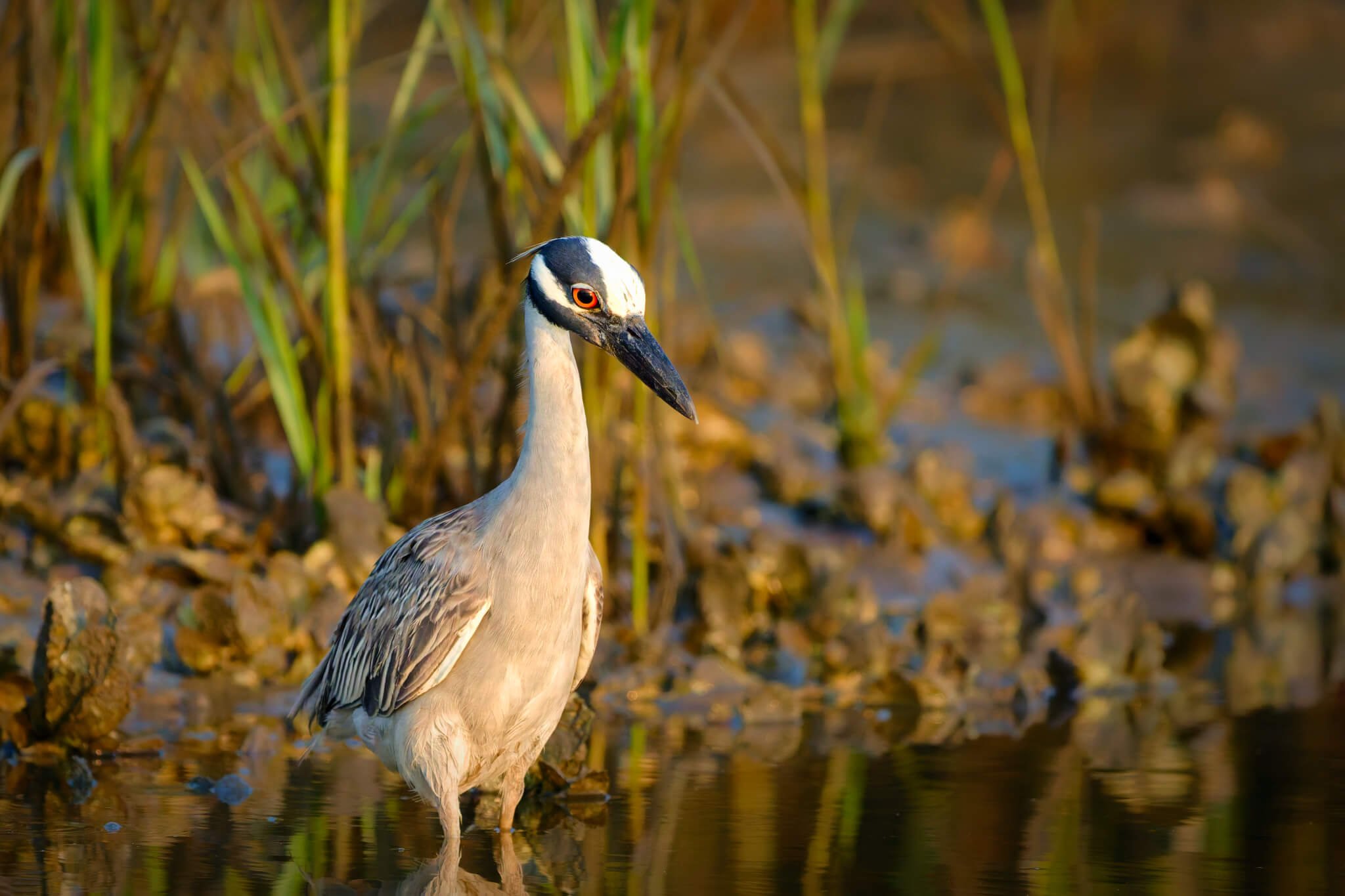 Wildlife Photography Charleston, SC