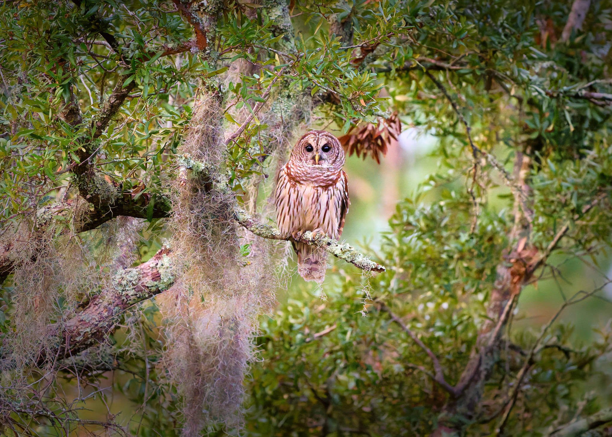 Wildlife Photography Charleston, SC