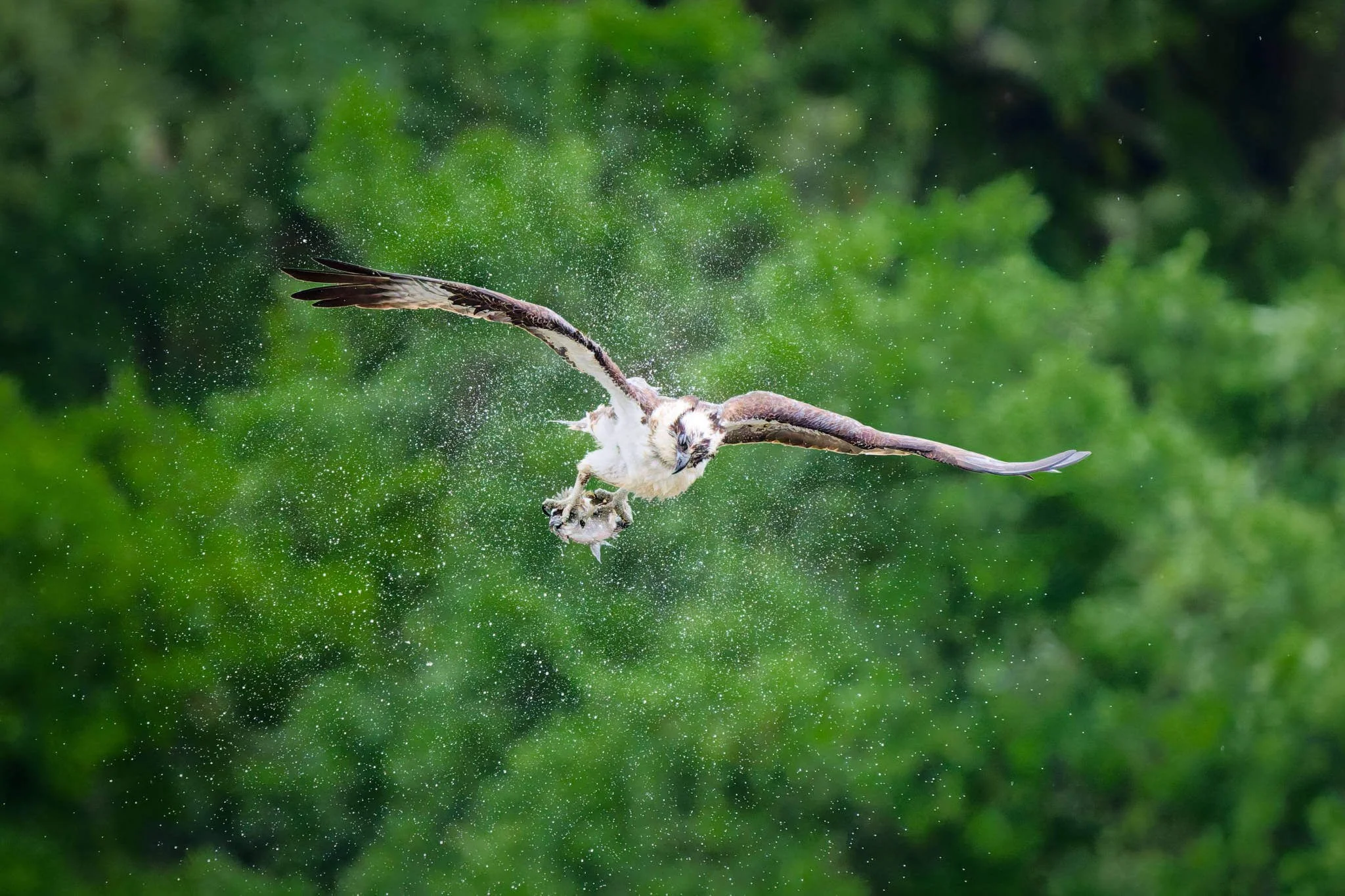 Wildlife Photography Tips